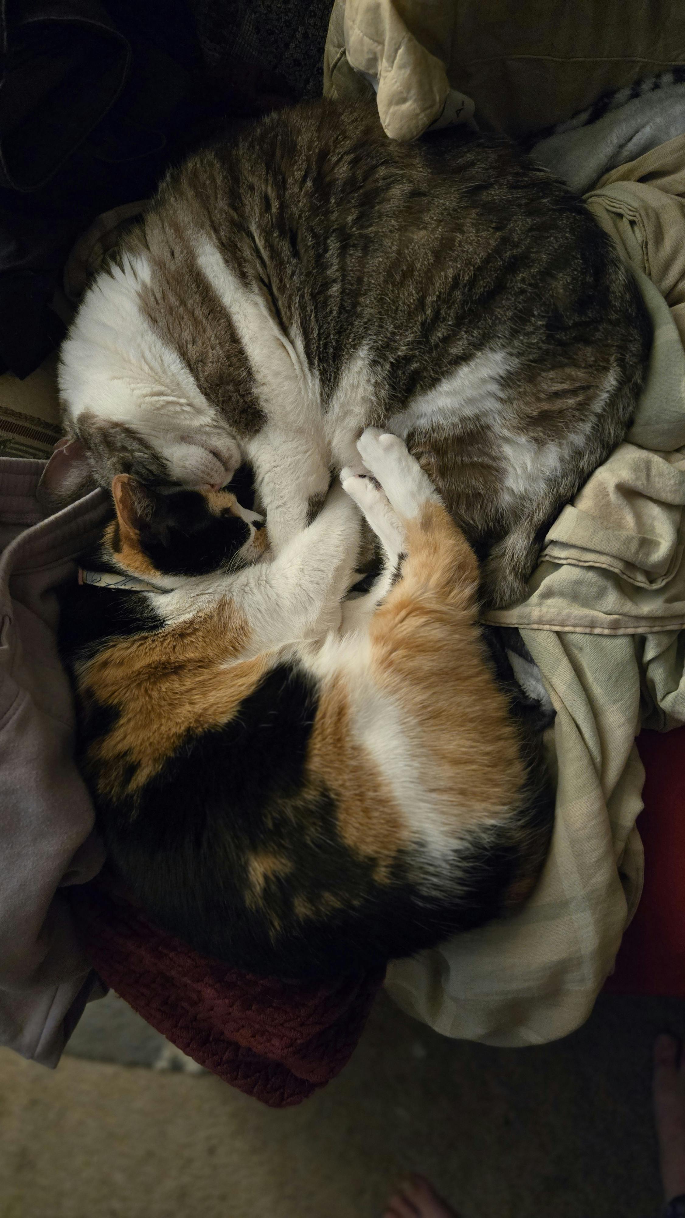user avatar image for Quinn & Sophie