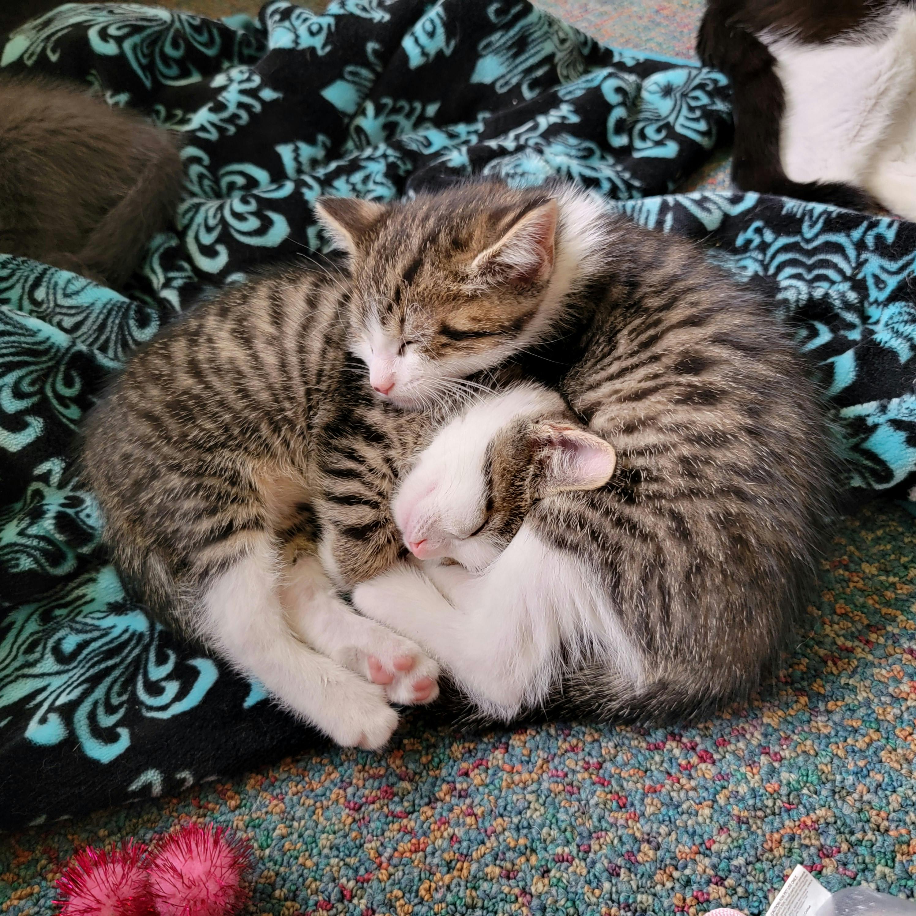 user avatar image for Nicole