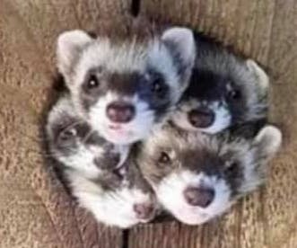 user avatar image for Anonymous Pigeon #839605