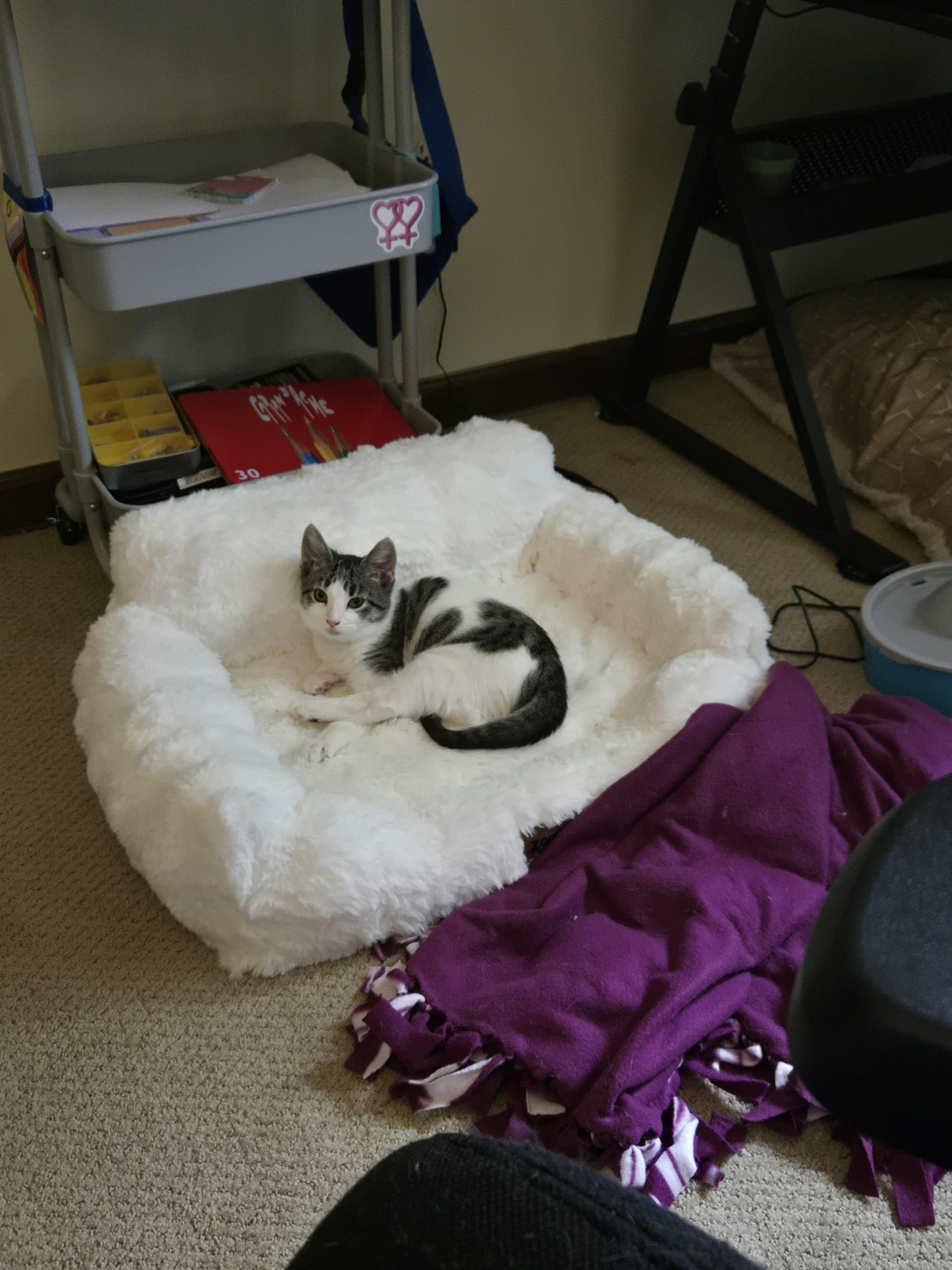 user avatar image for Nihal