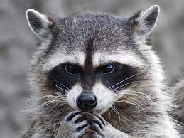 user avatar image for Reed Ringtail