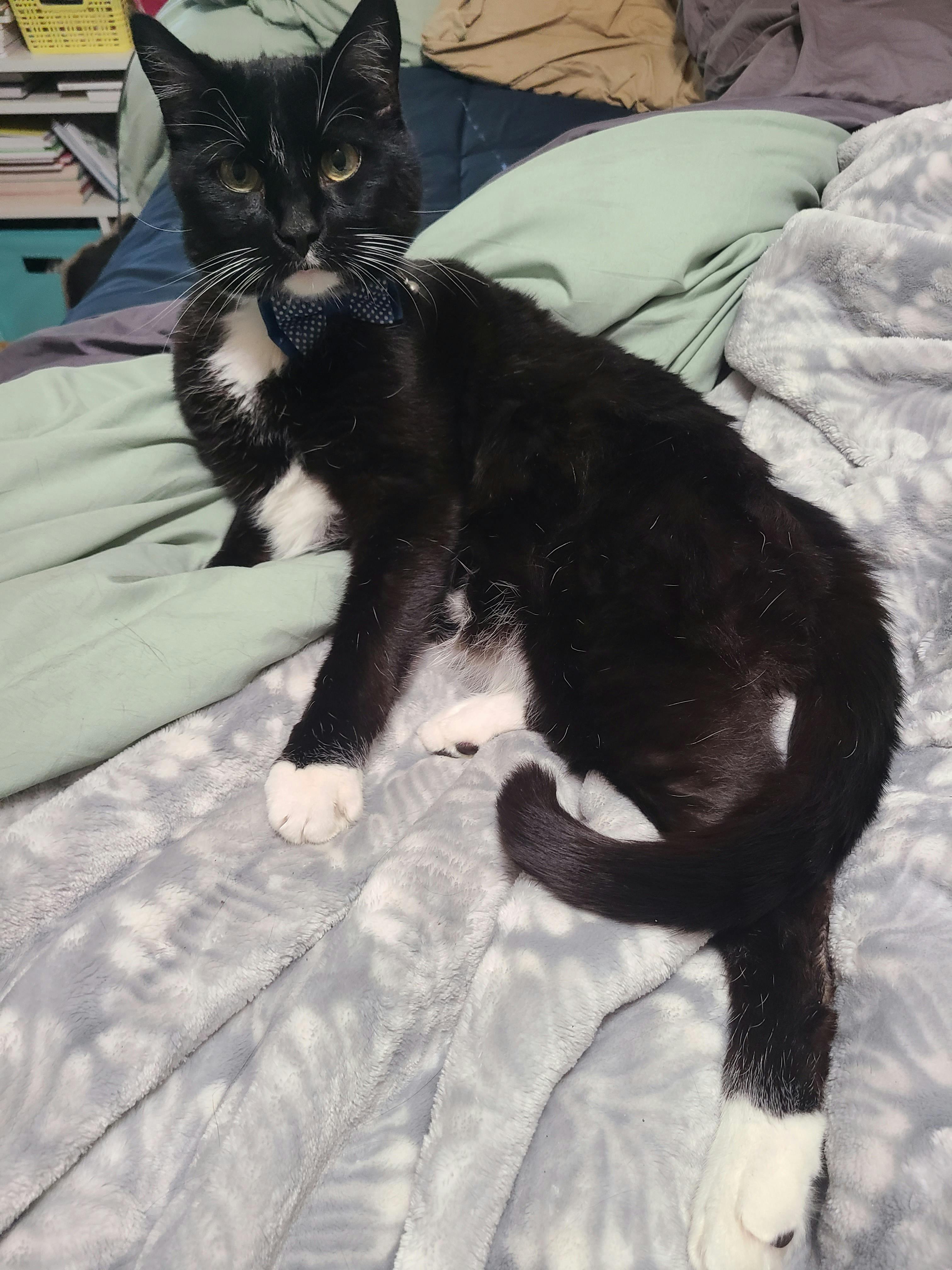 user avatar image for ShortSand