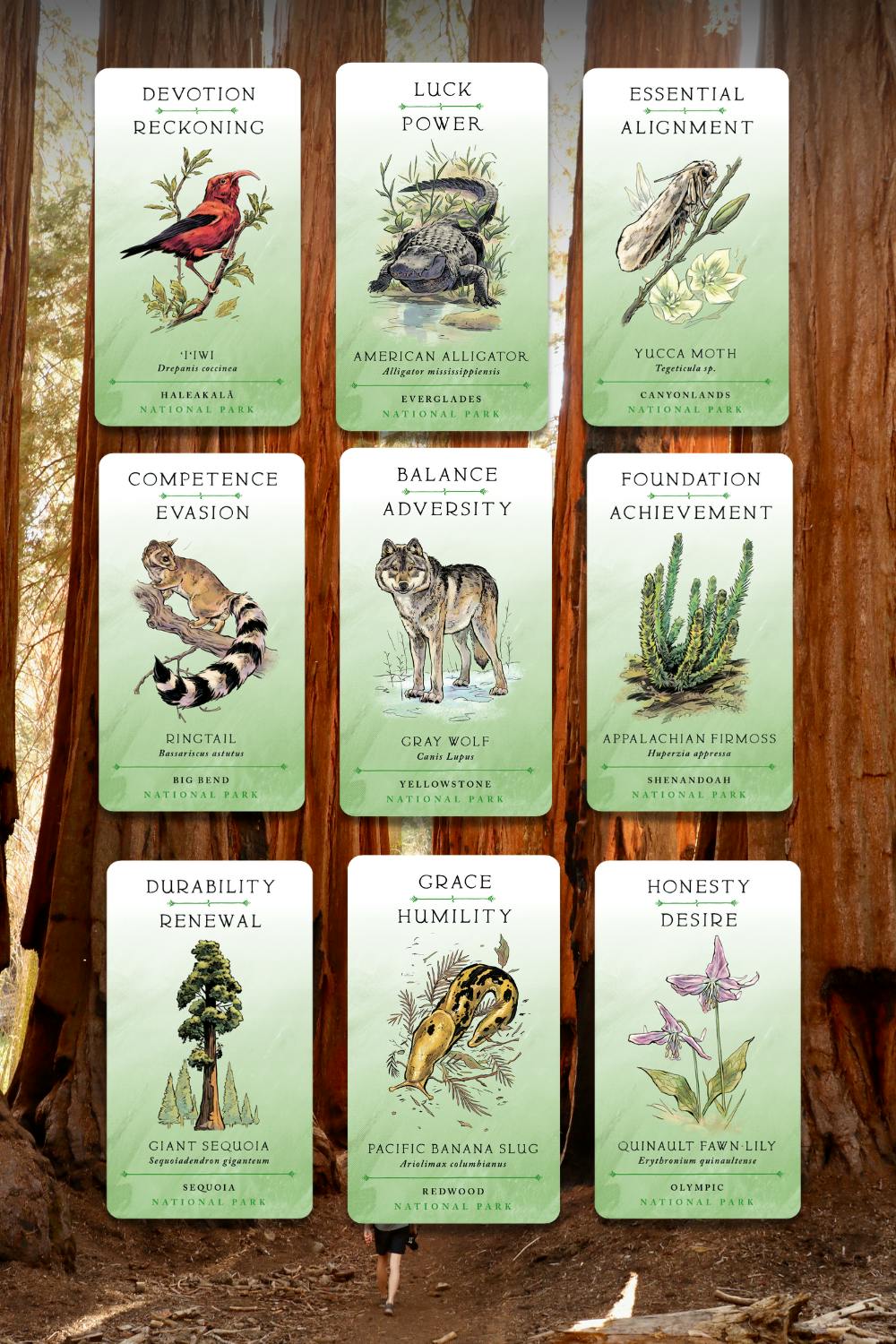 plant element cards continued