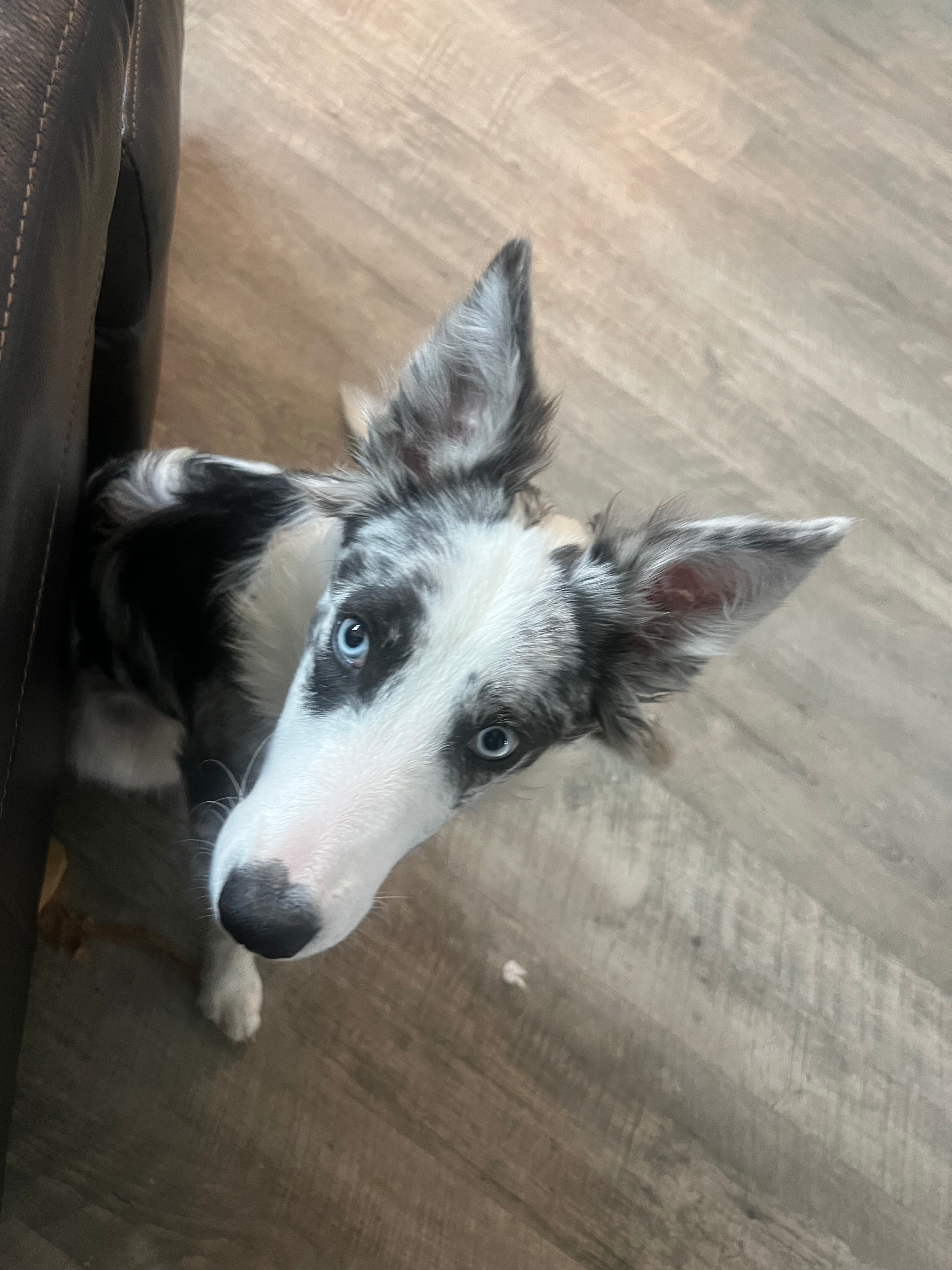 user avatar image for Atheris