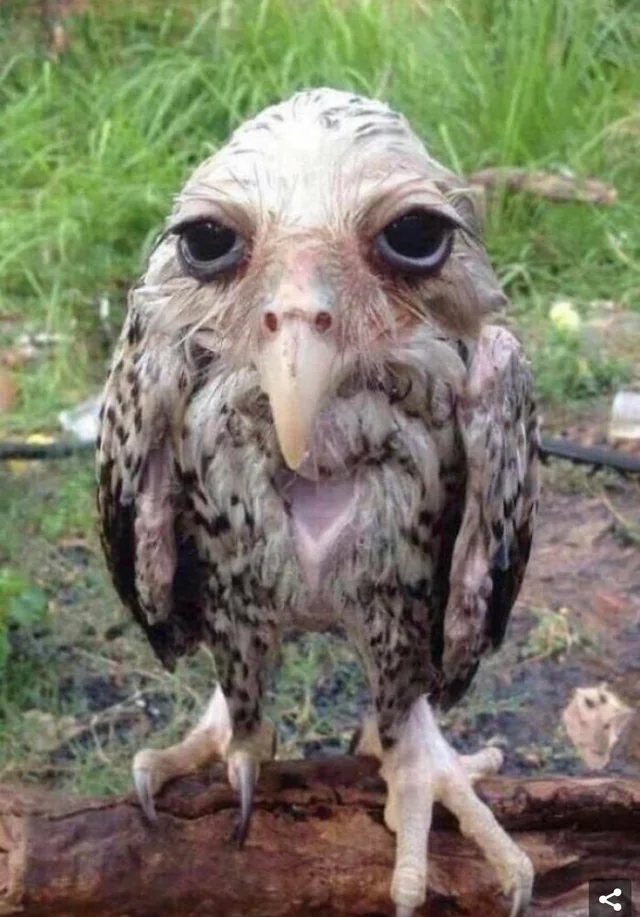 user avatar image for Sad_Falcon97