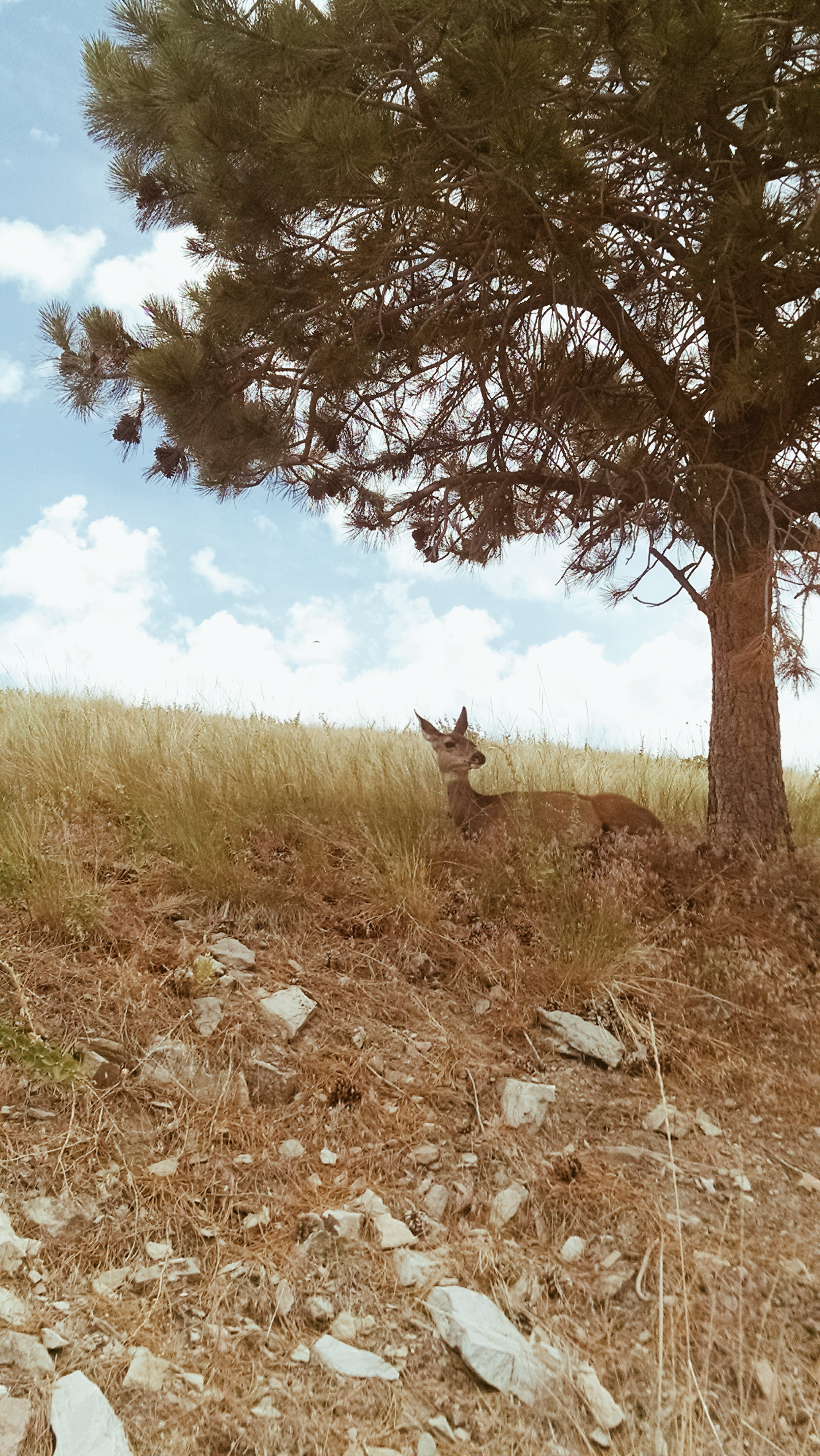 user avatar image for Amanda R