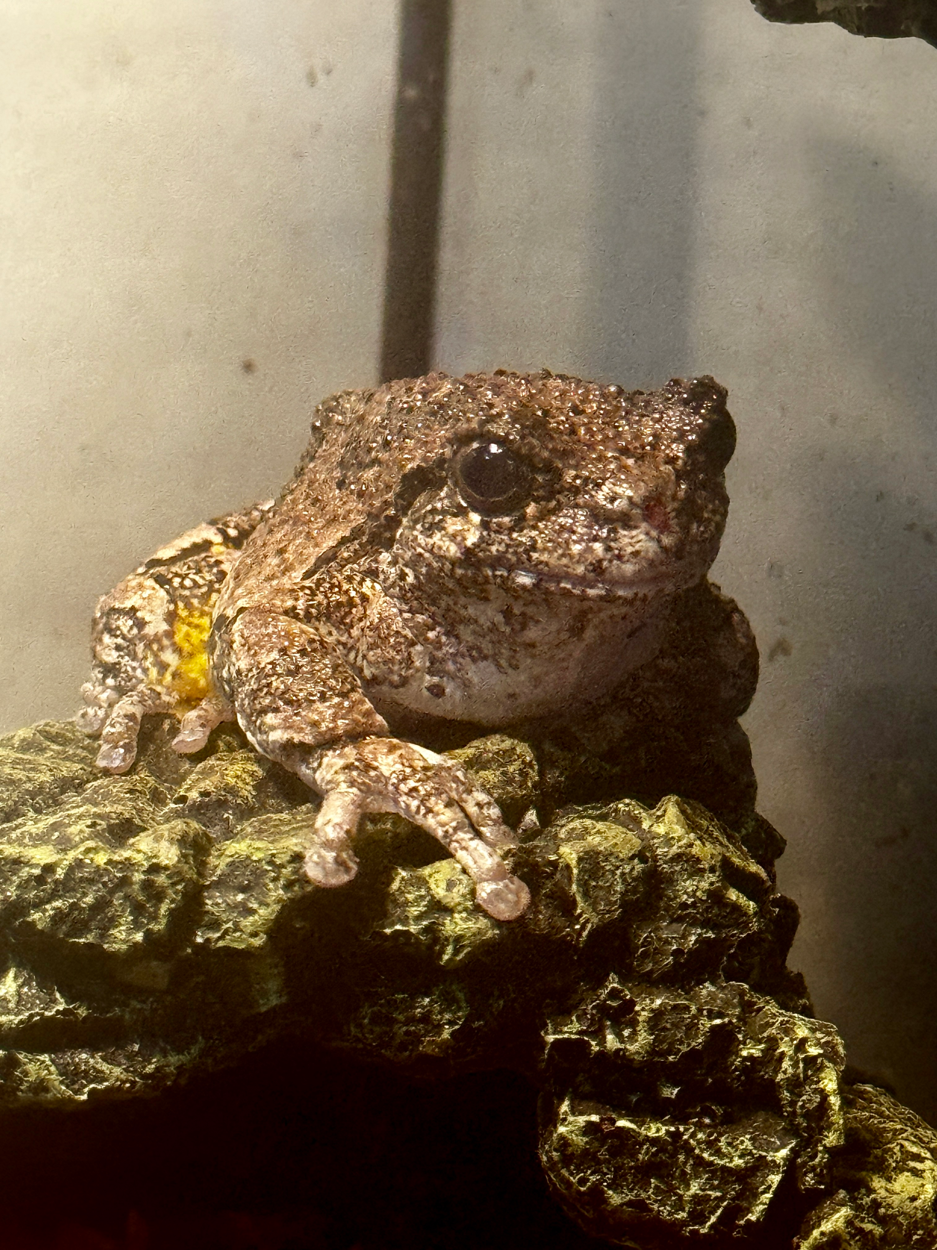 user avatar image for Kcferret