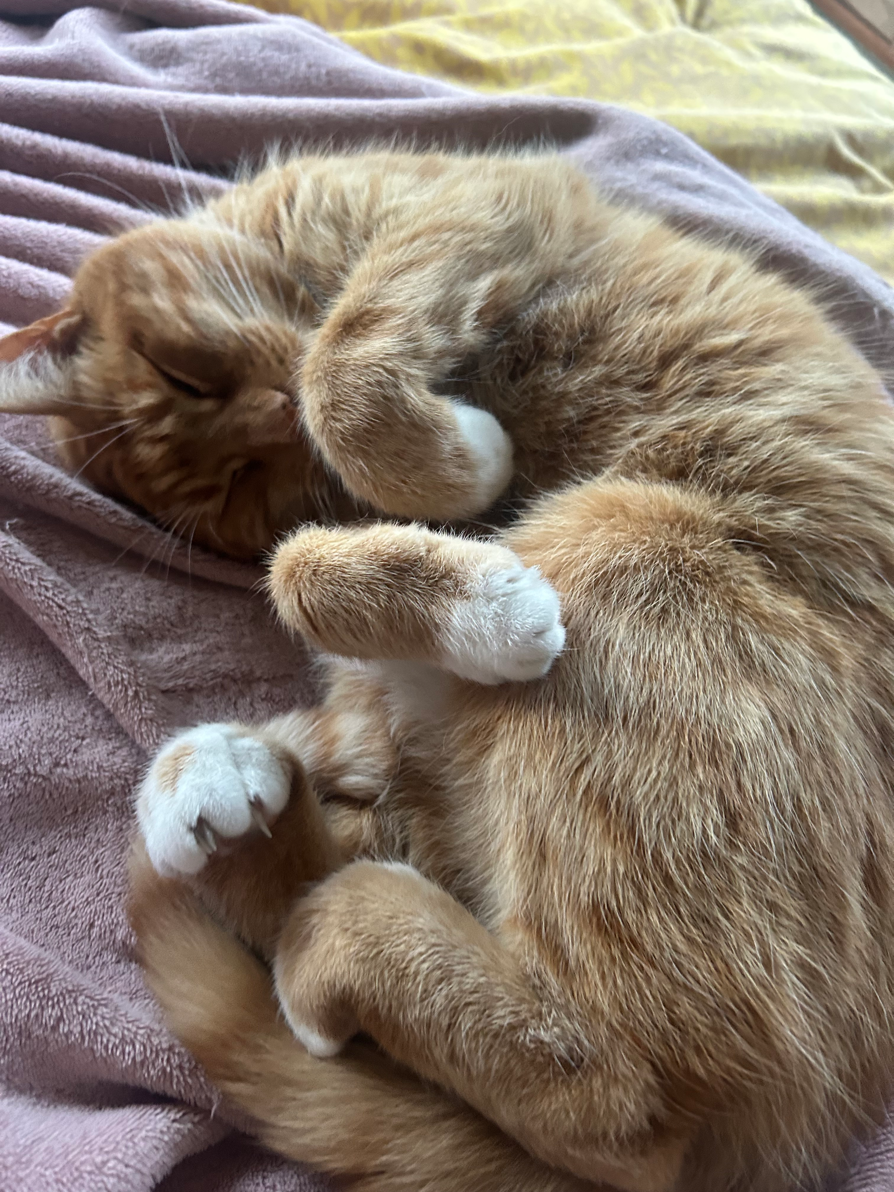 user avatar image for Kitten