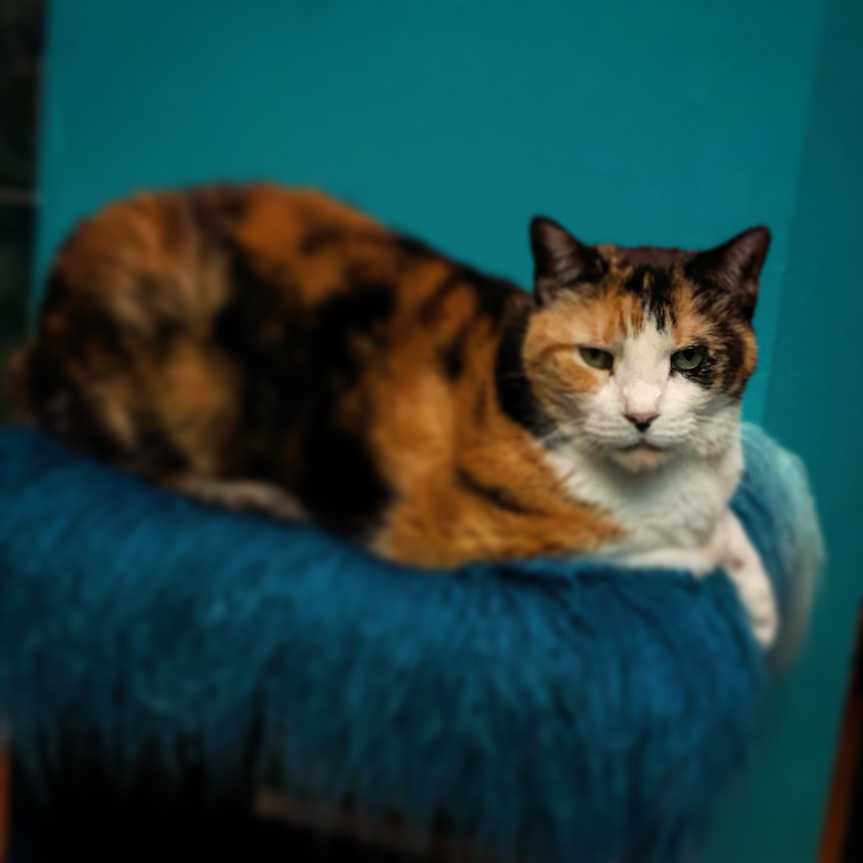 user avatar image for b4tankgirl