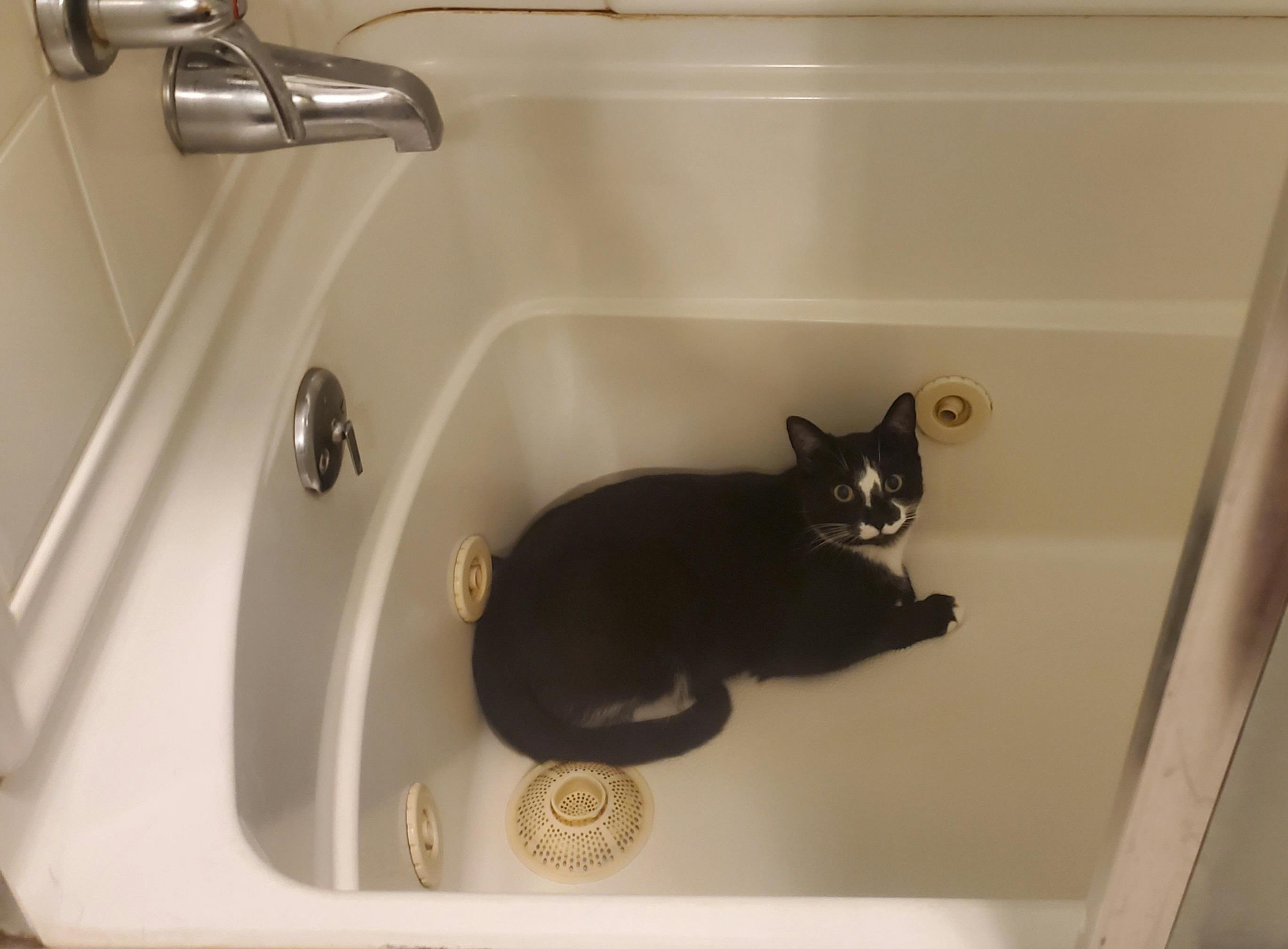 user avatar image for Tsarminya