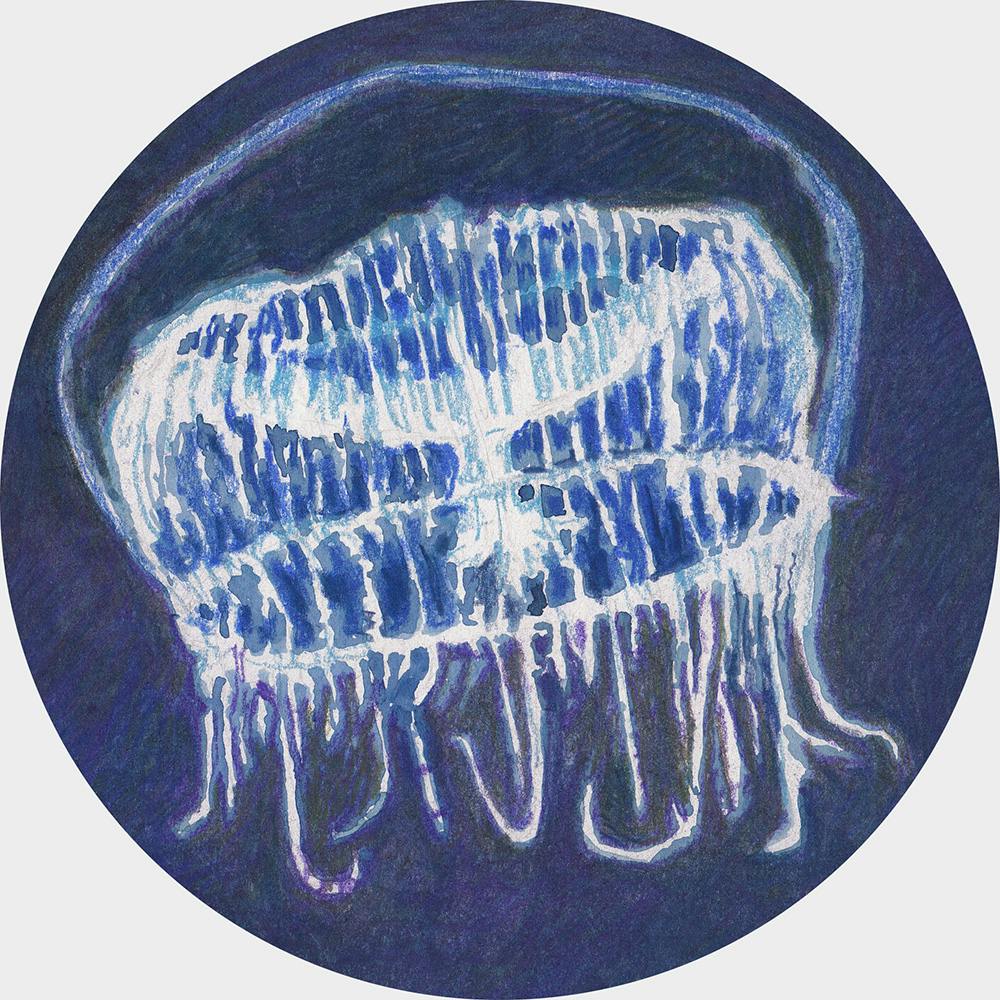 Crystal jelly (Aequorea victoria) (blue)