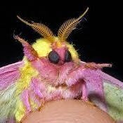 user avatar image for Wearmoth