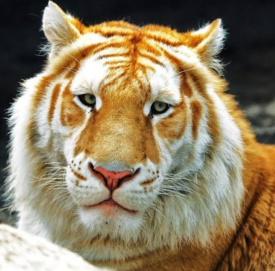 user avatar image for Arlok