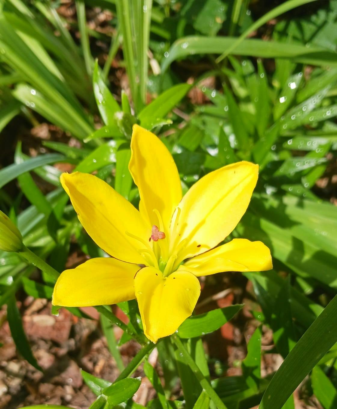 user avatar image for Lyda Morehouse 