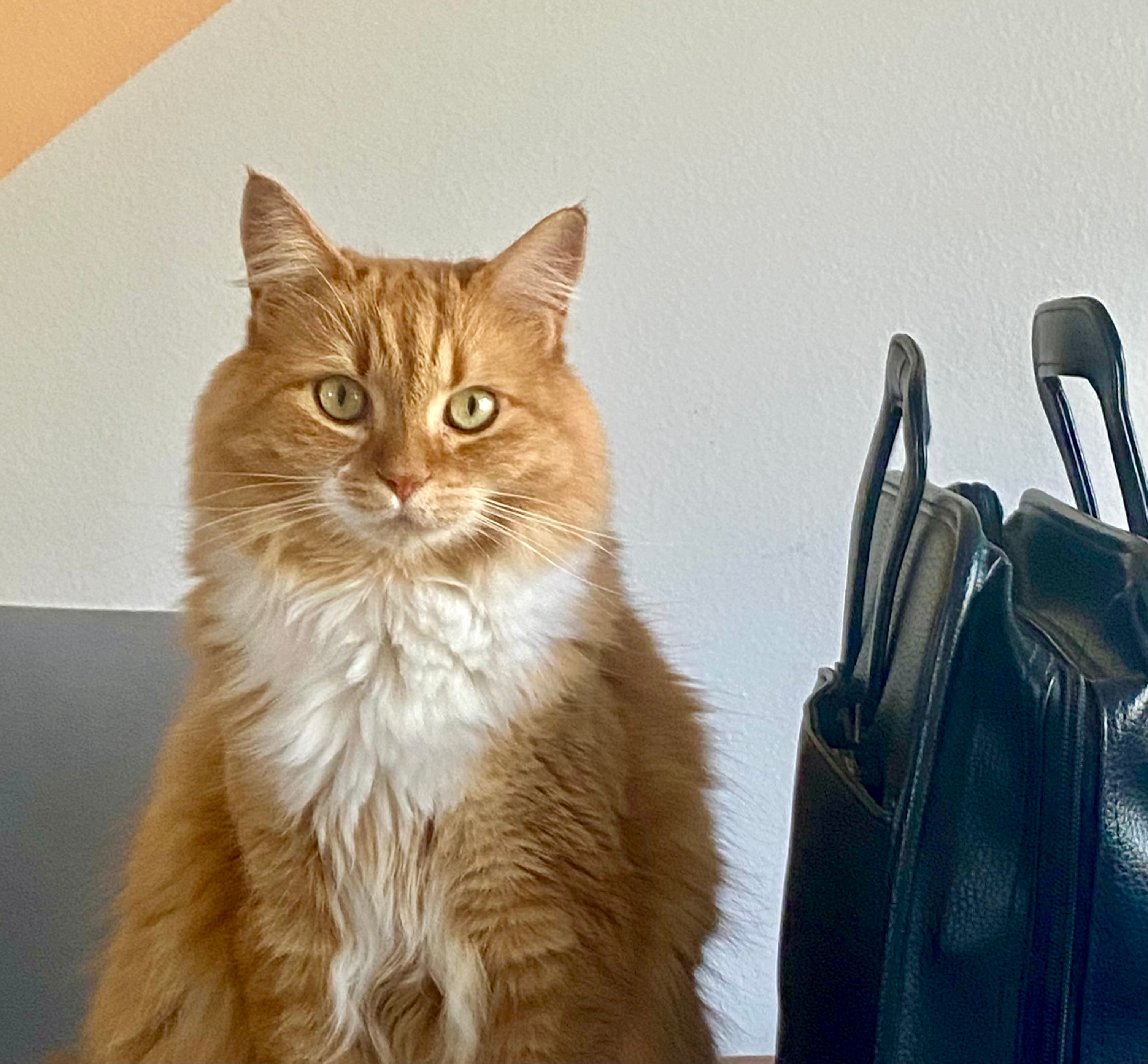 user avatar image for Vireo