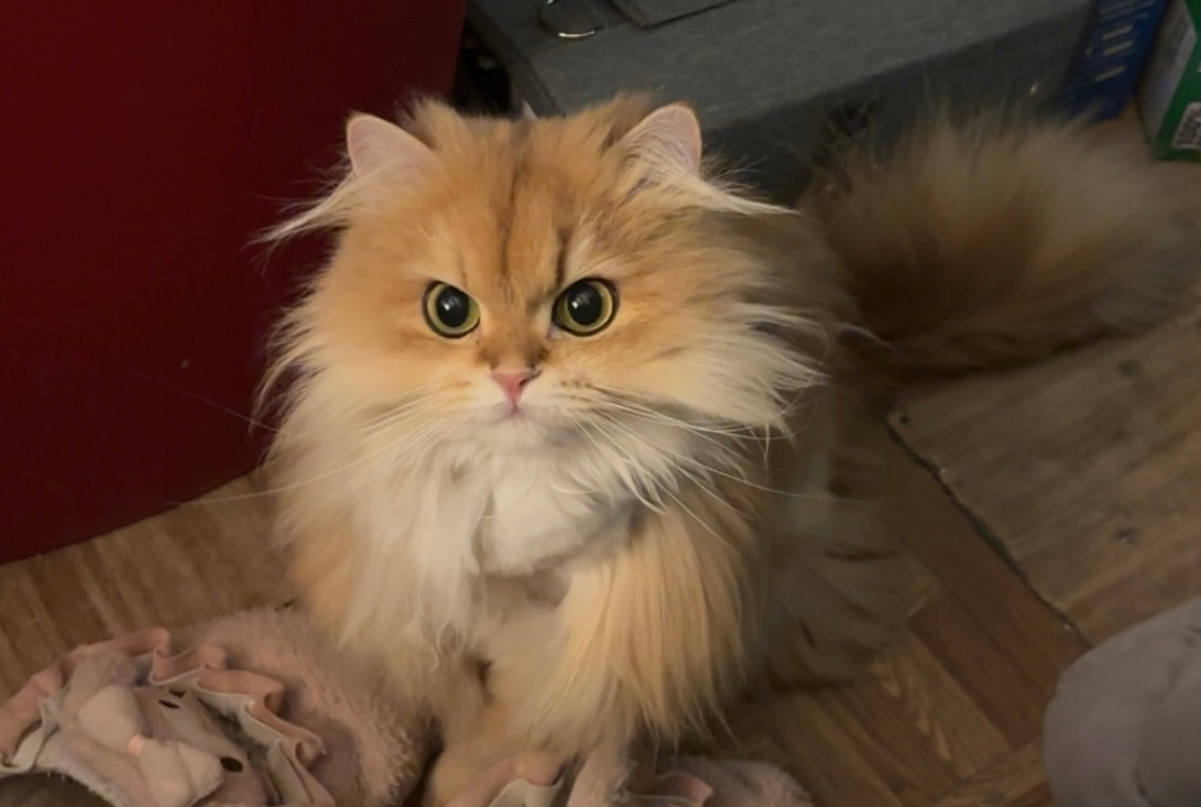 user avatar image for Celestia Strawberry