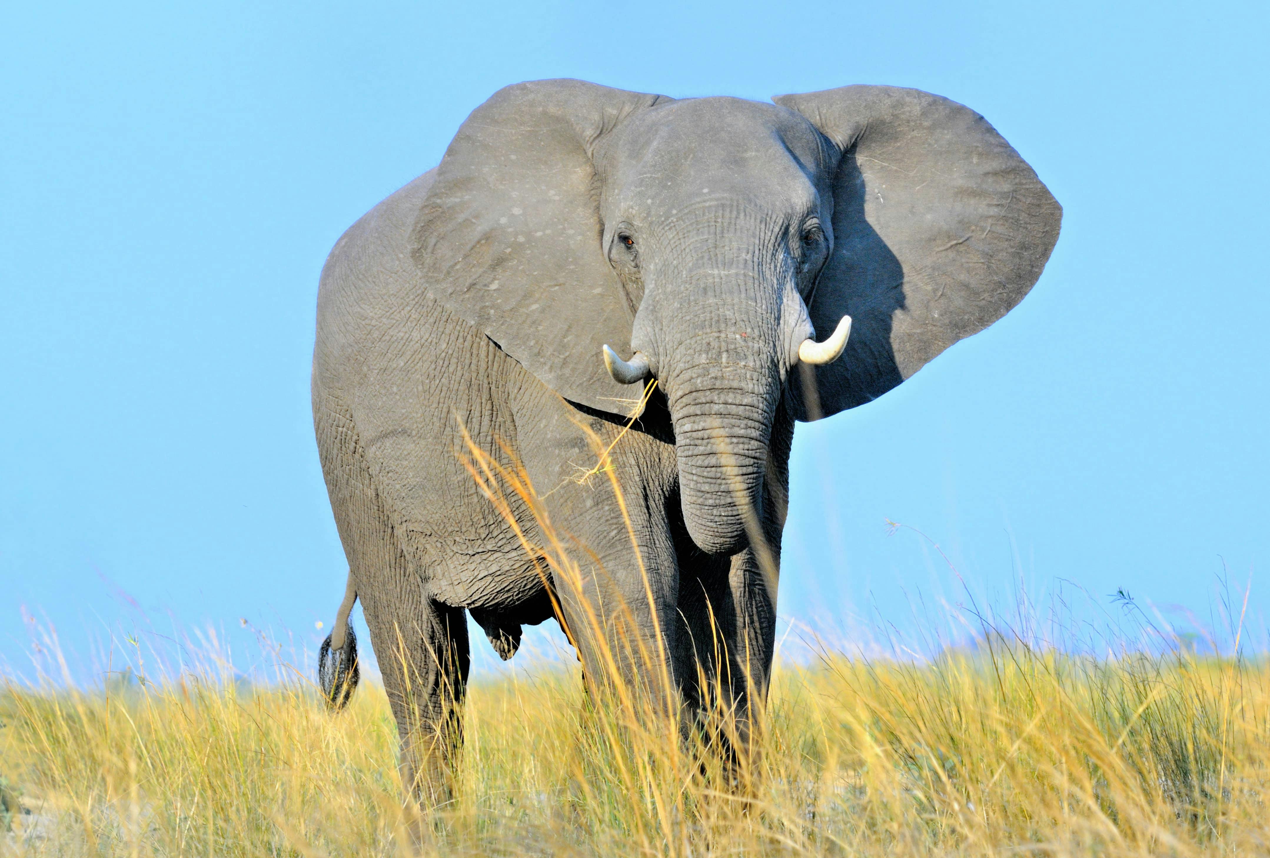 African Bush Elephant