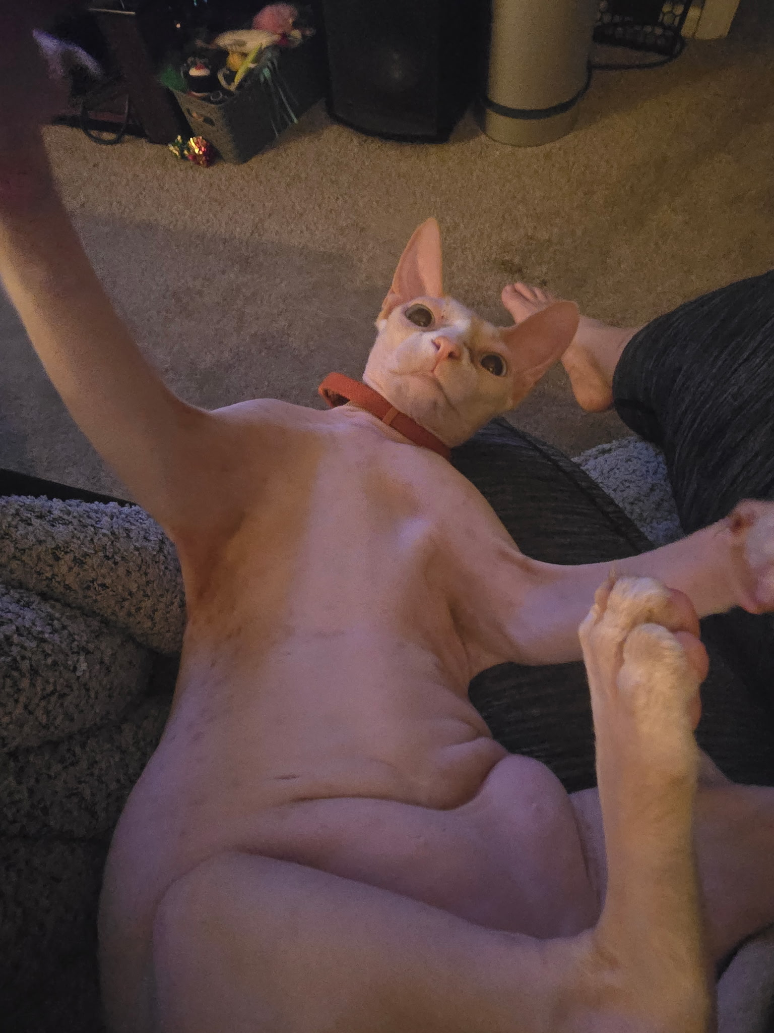 user avatar image for Dartrinimis