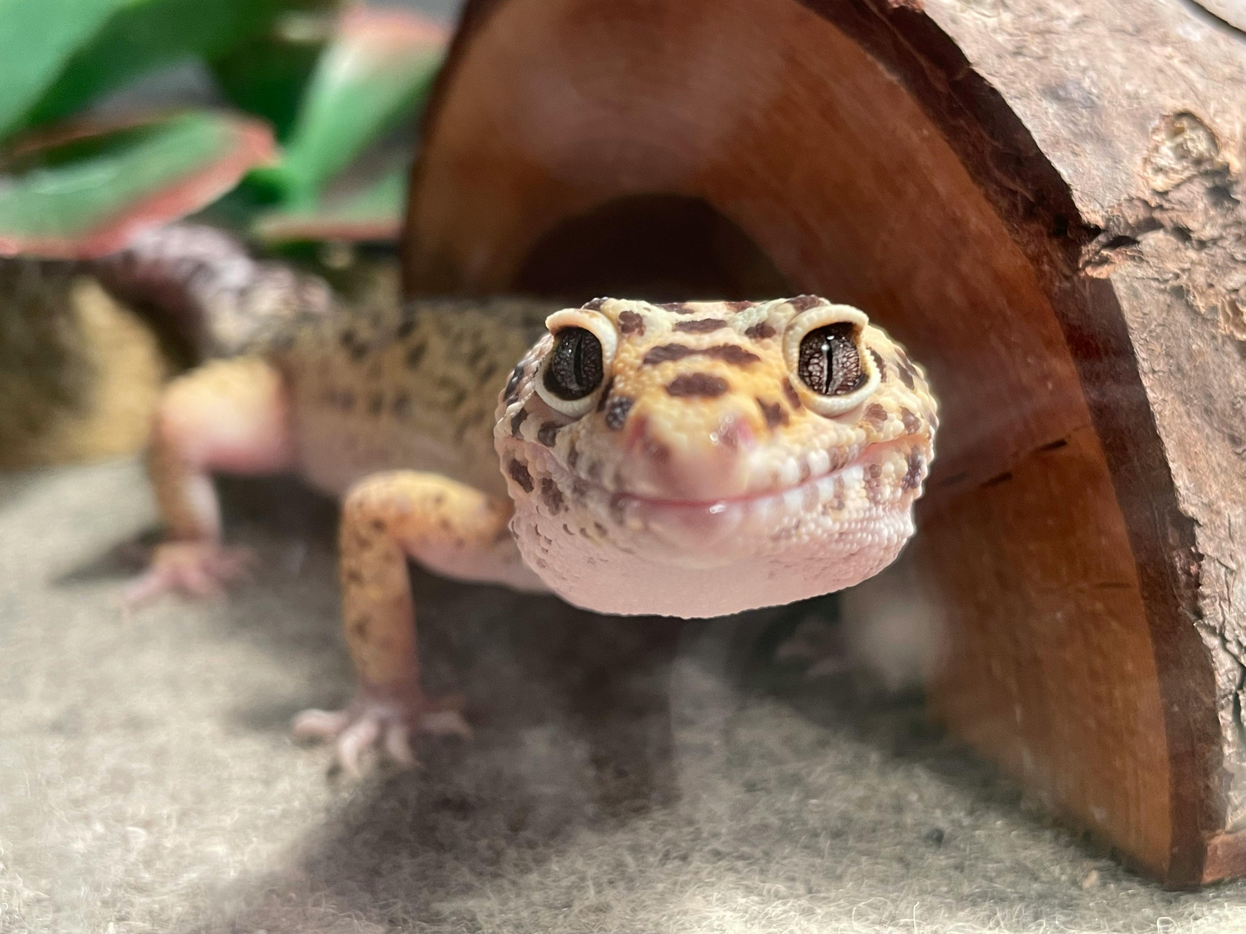 user avatar image for Phoenix