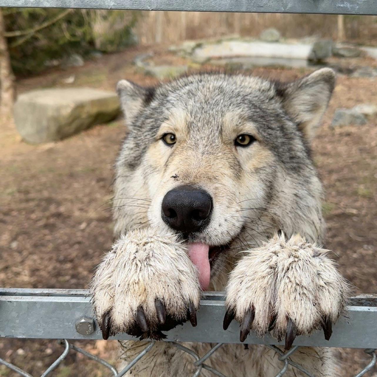 user avatar image for Shiraru