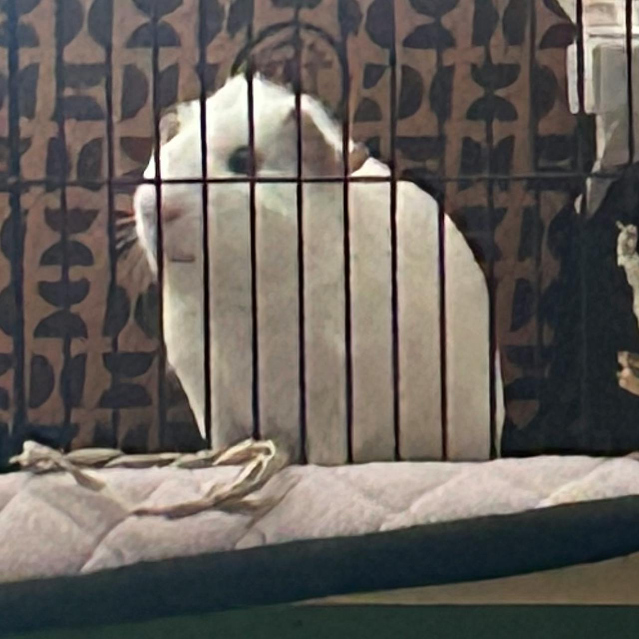 user avatar image for Mortimer Ridgewood