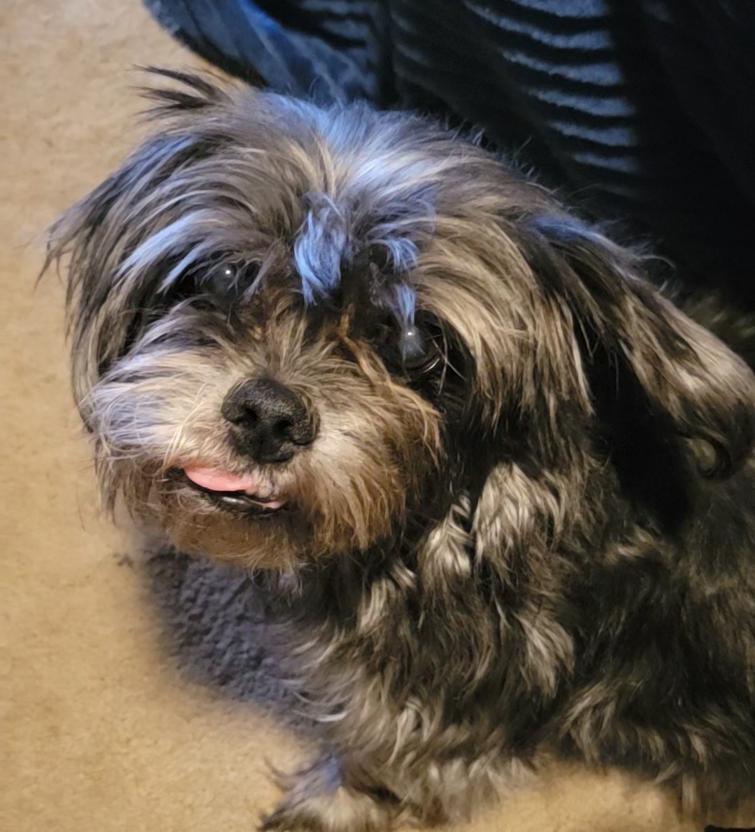 a picture of Stitch, a Black Shorkie (Yorkie and Shih Tzu Mix), he's staring at the camera with his tongue poking out