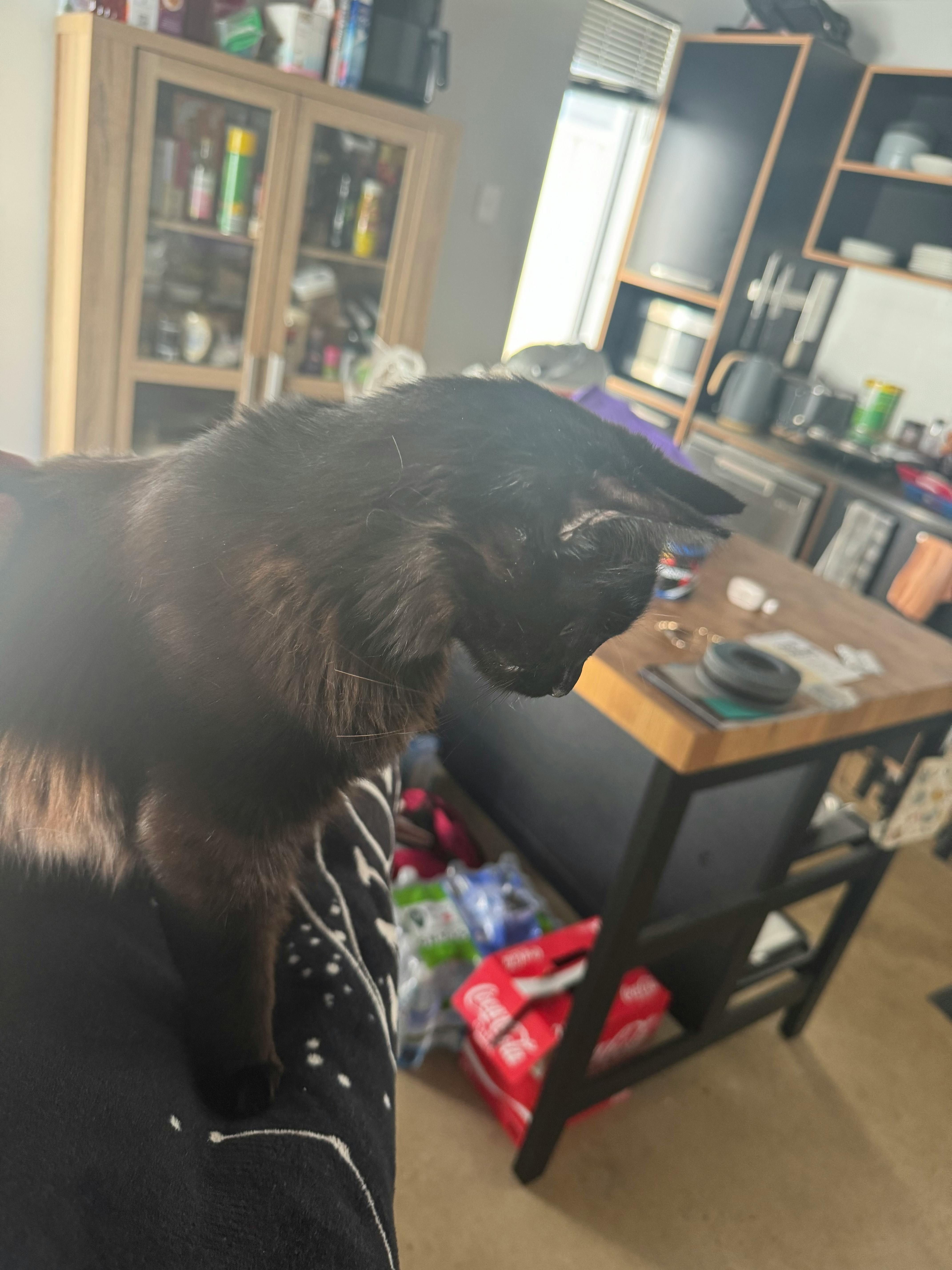 user avatar image for Bibaxt