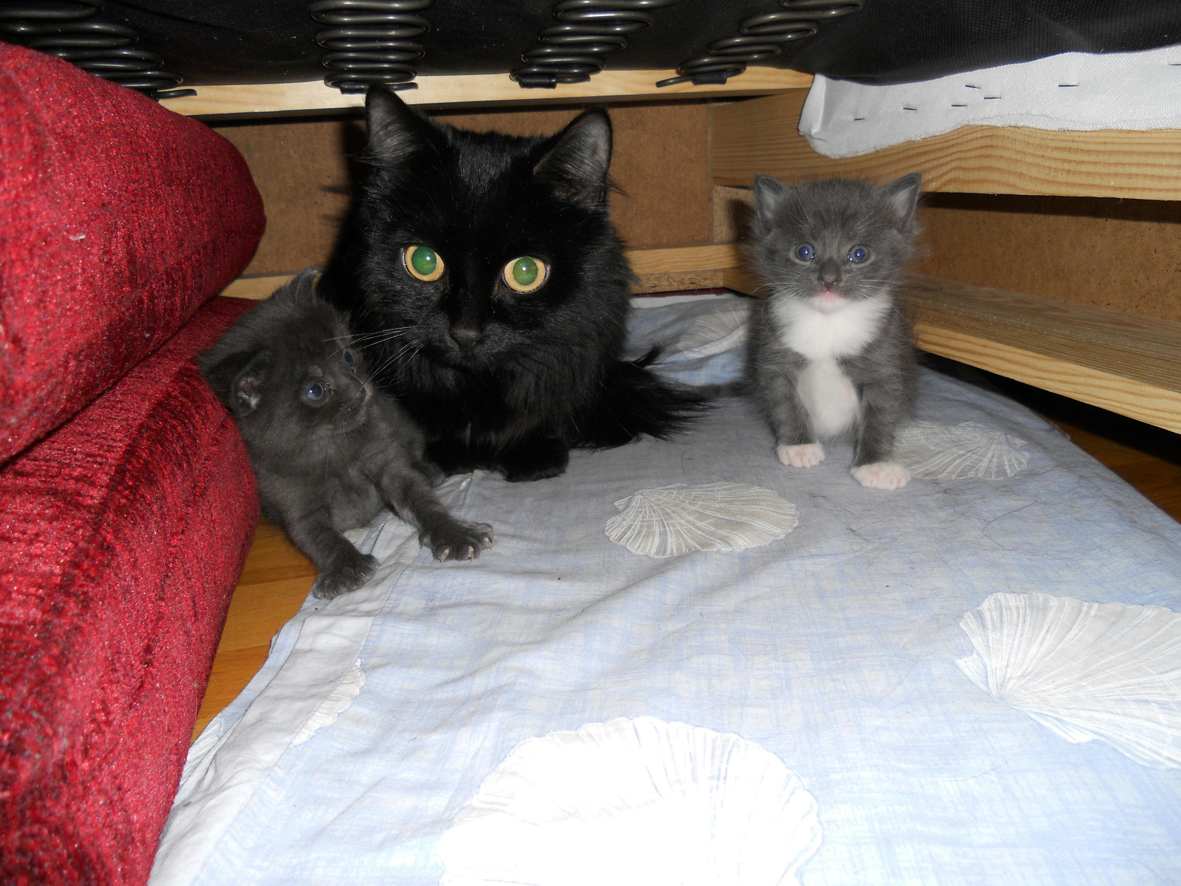 user avatar image for Mewko