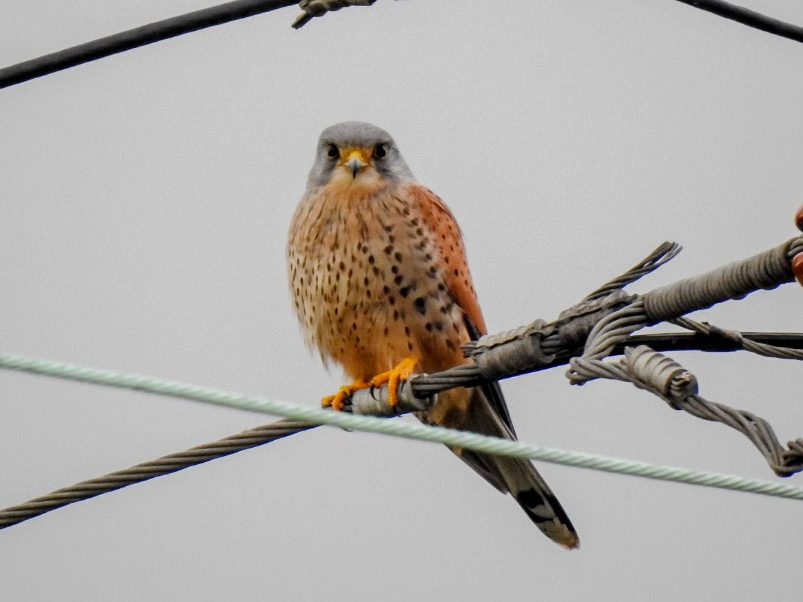 user avatar image for Kestrel