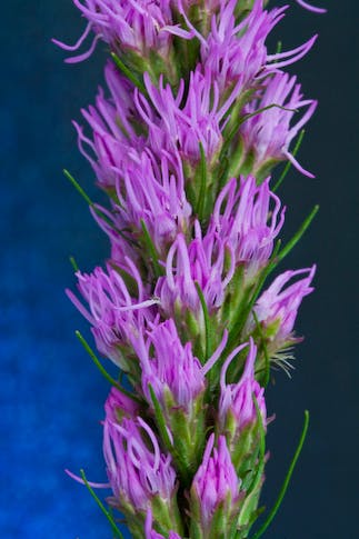 user avatar image for Jen Woods