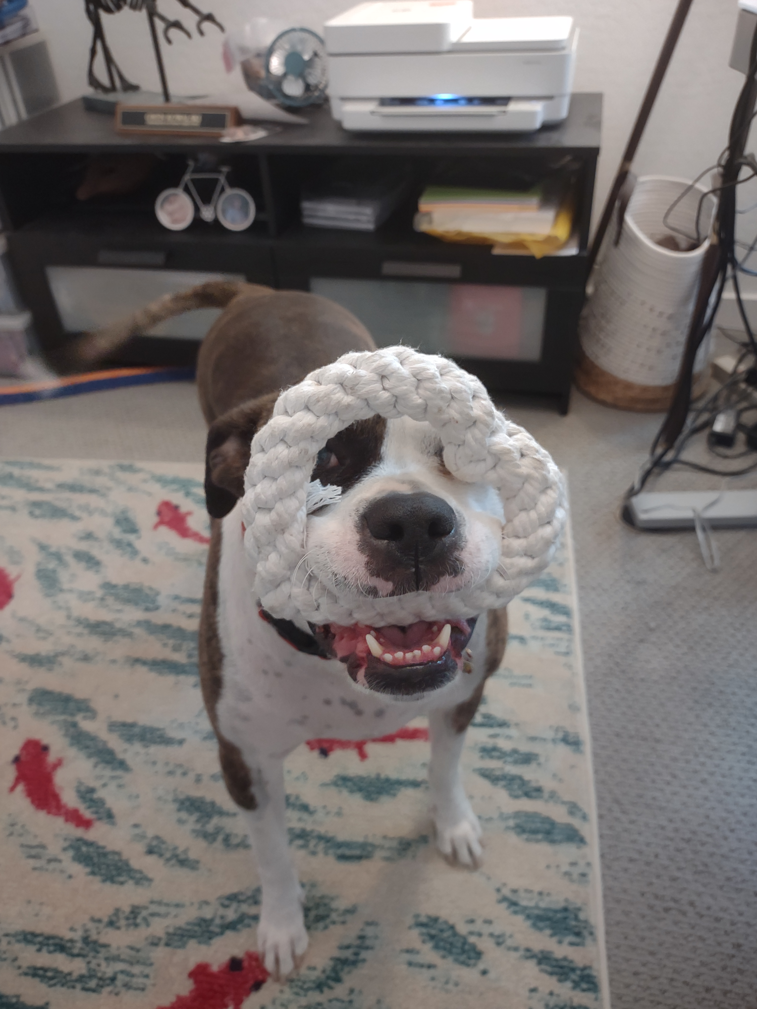 user avatar image for BrynnK