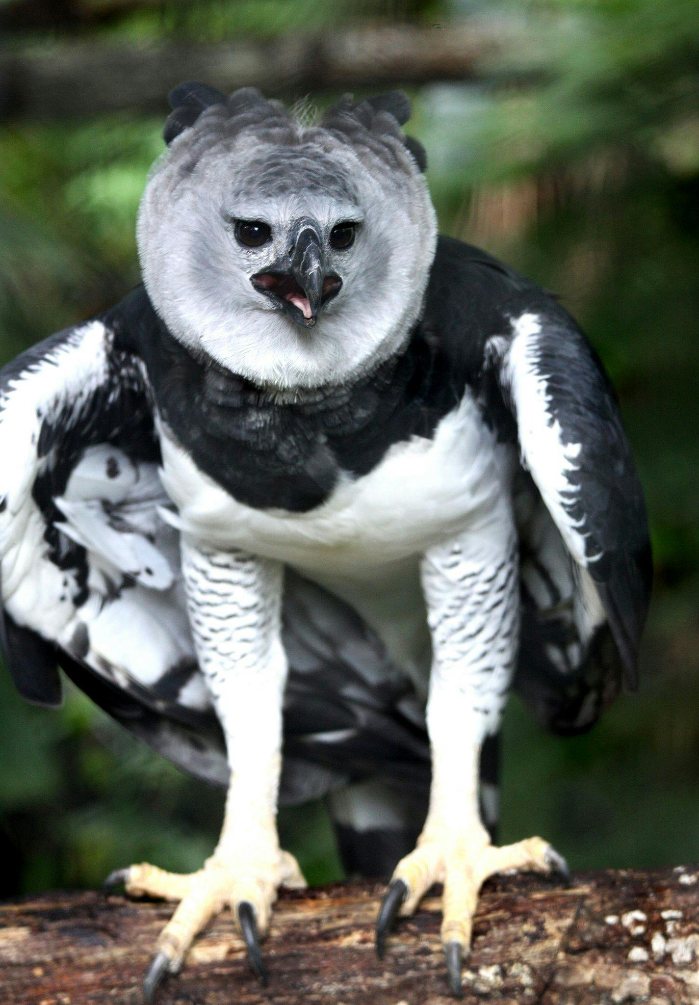 Harpy Eagle