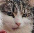 user avatar image for Bushpaw