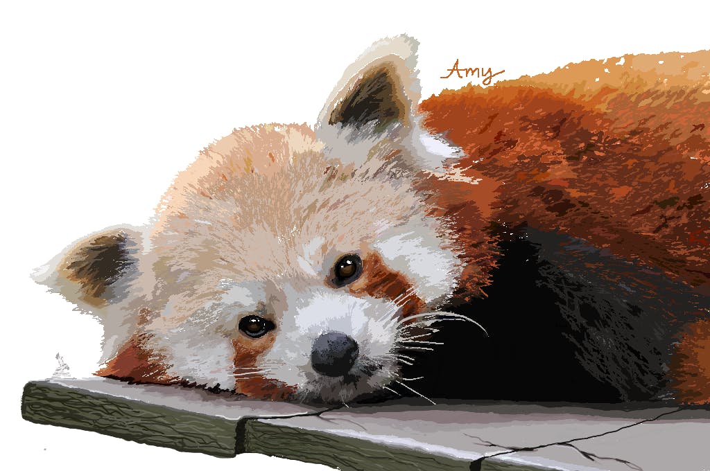 user avatar image for Amy Wang