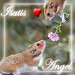 user avatar image for Isatis_Angel