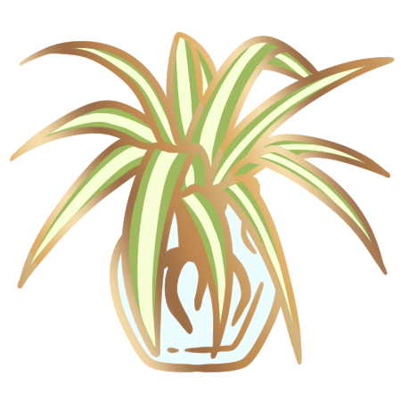 Spider Plant