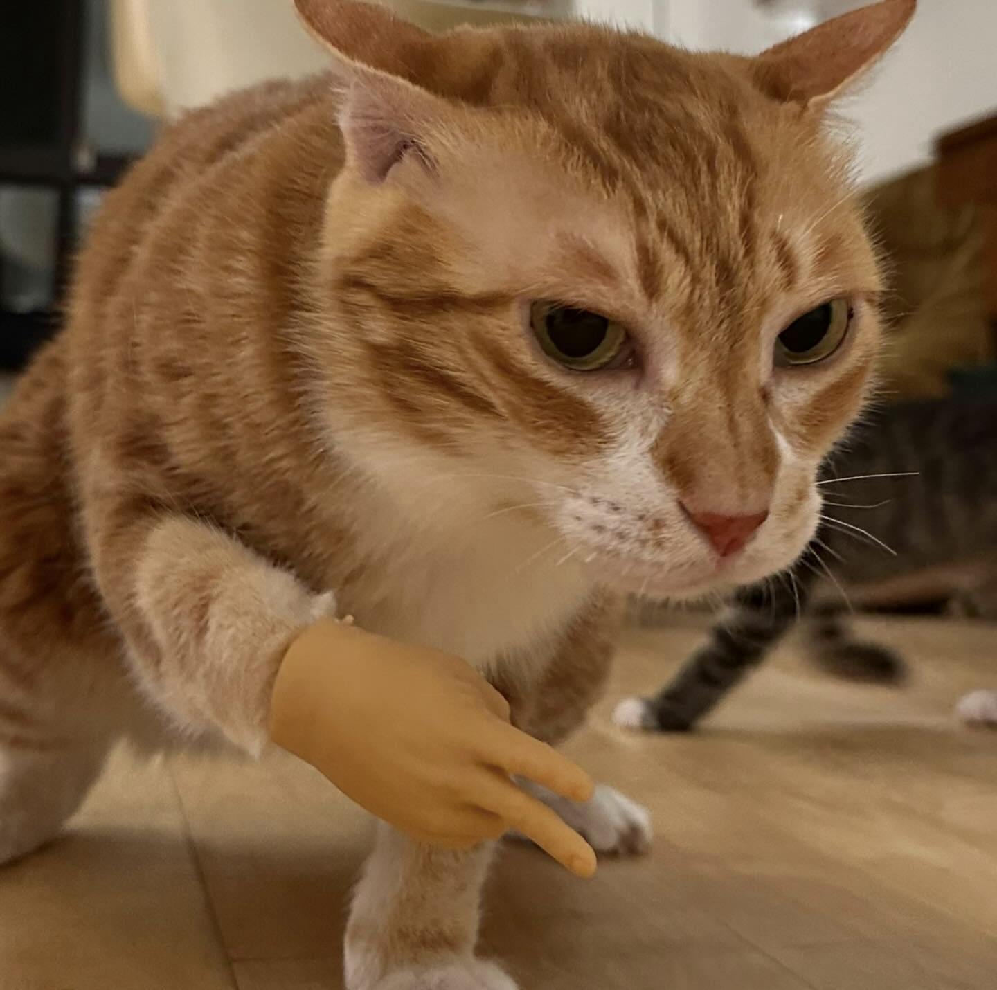 user avatar image for Mogwincat