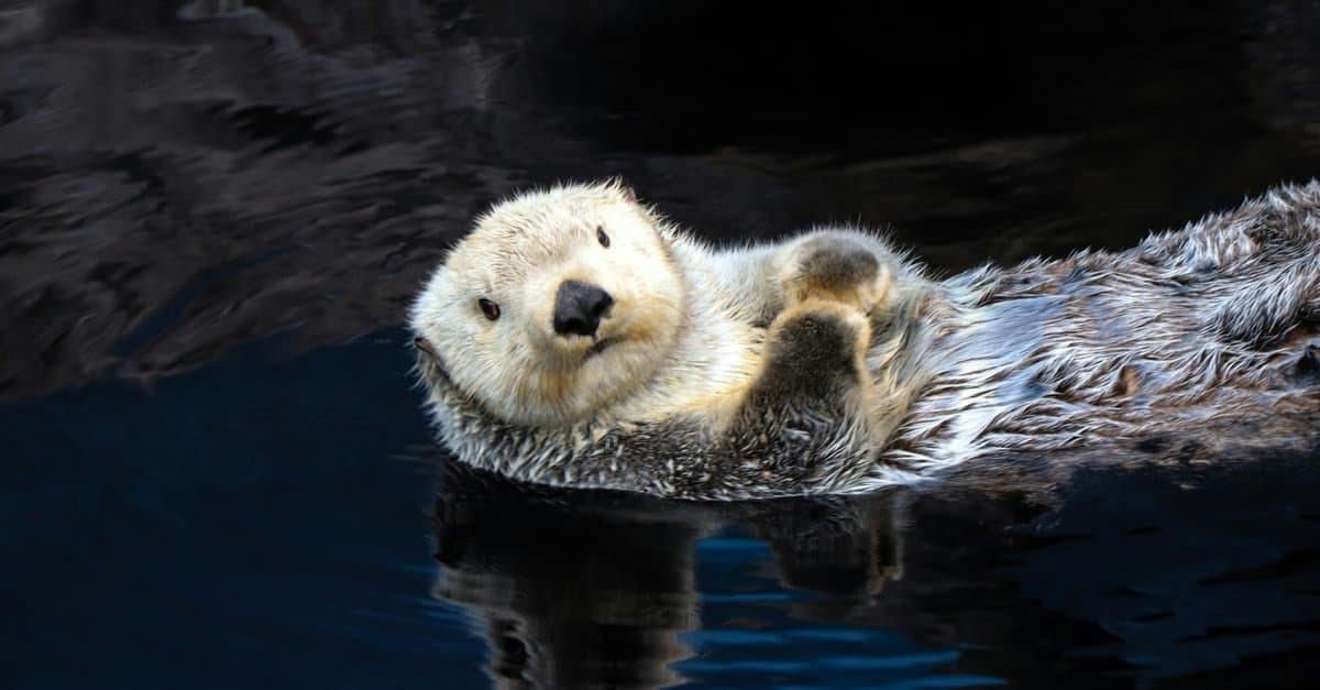 Sea Otter