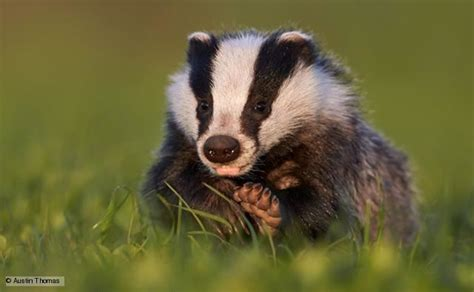 user avatar image for Badger