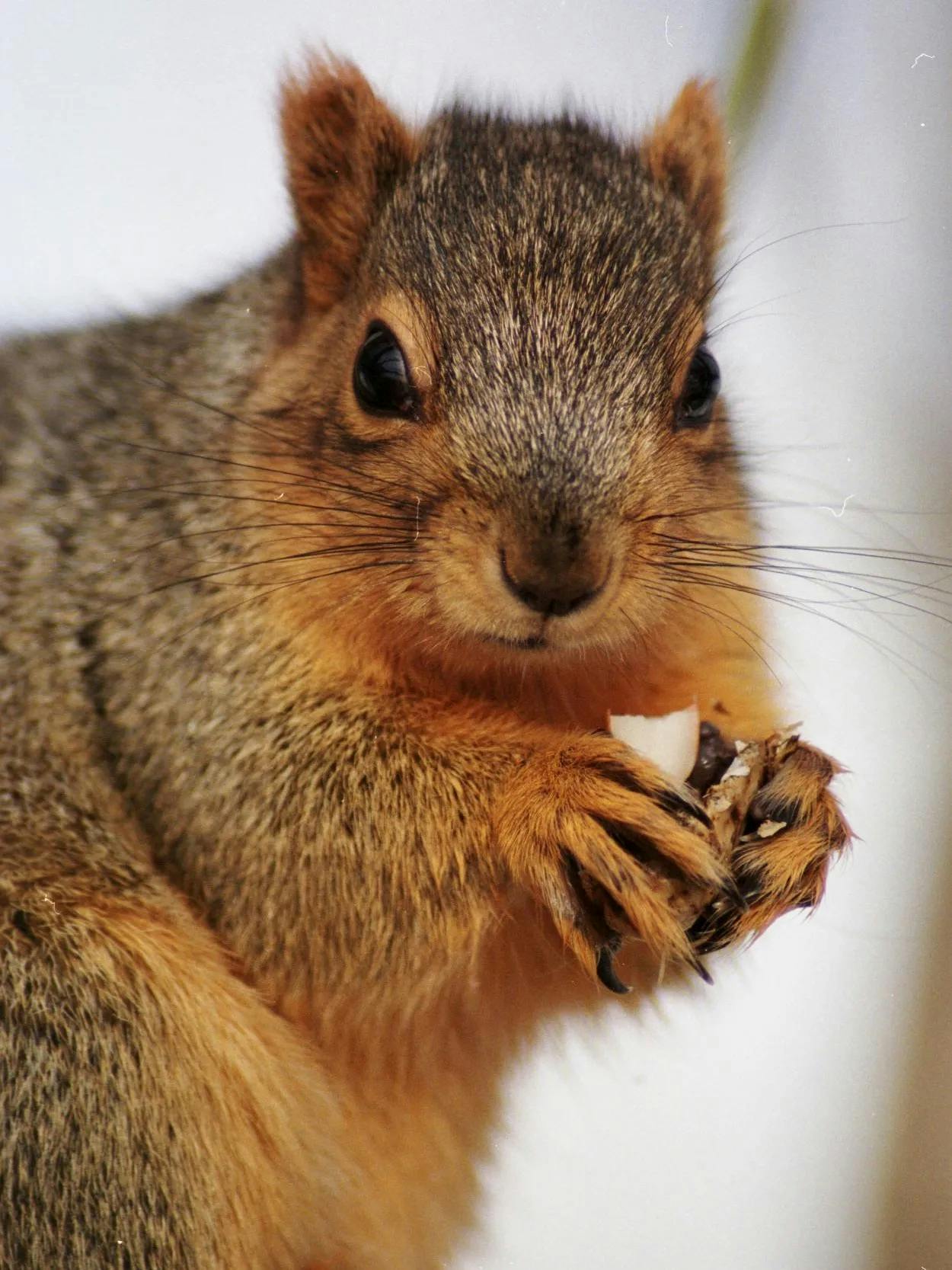 user avatar image for SquirrelMcPants 