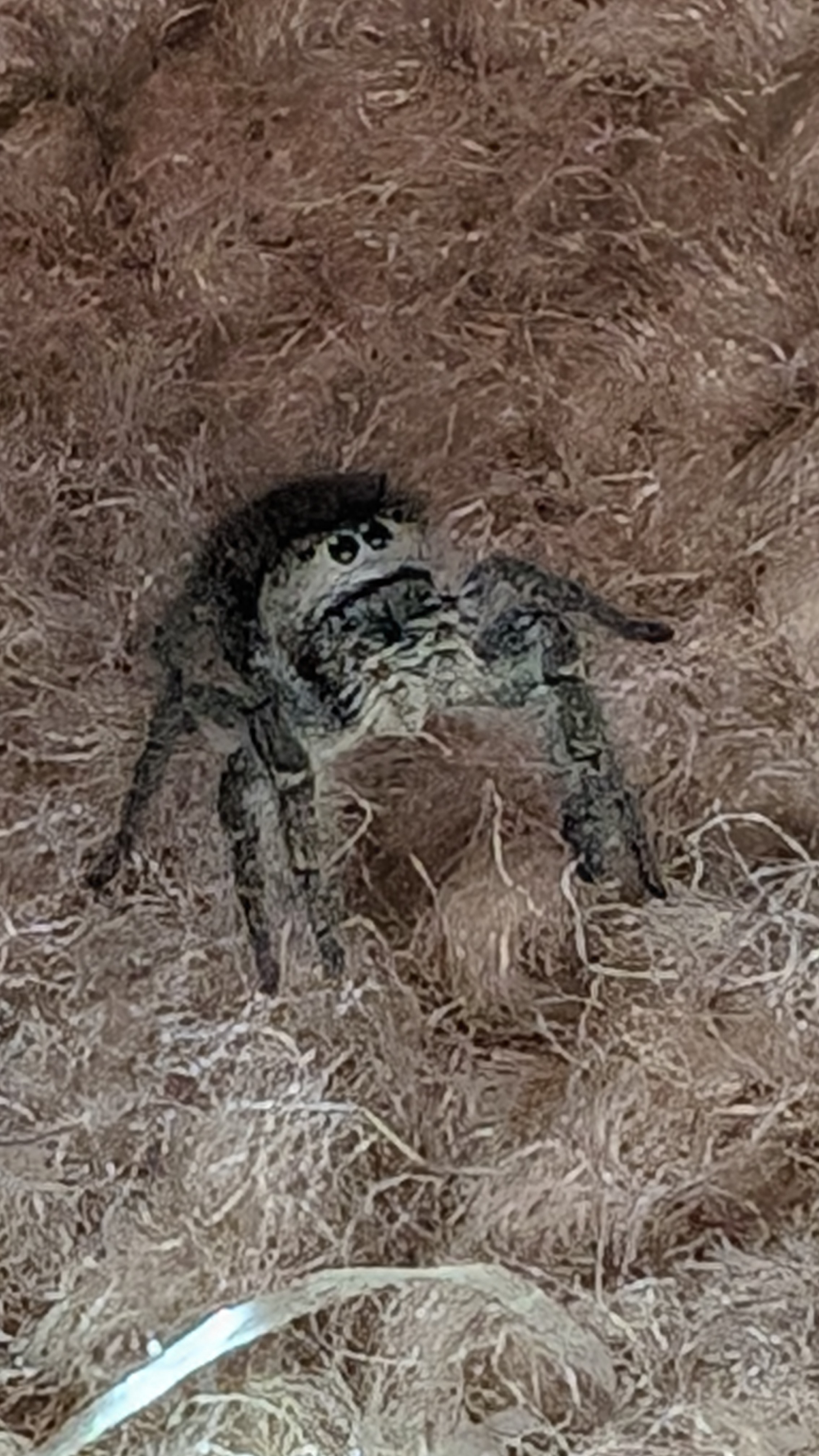 user avatar image for Bexofalltrades