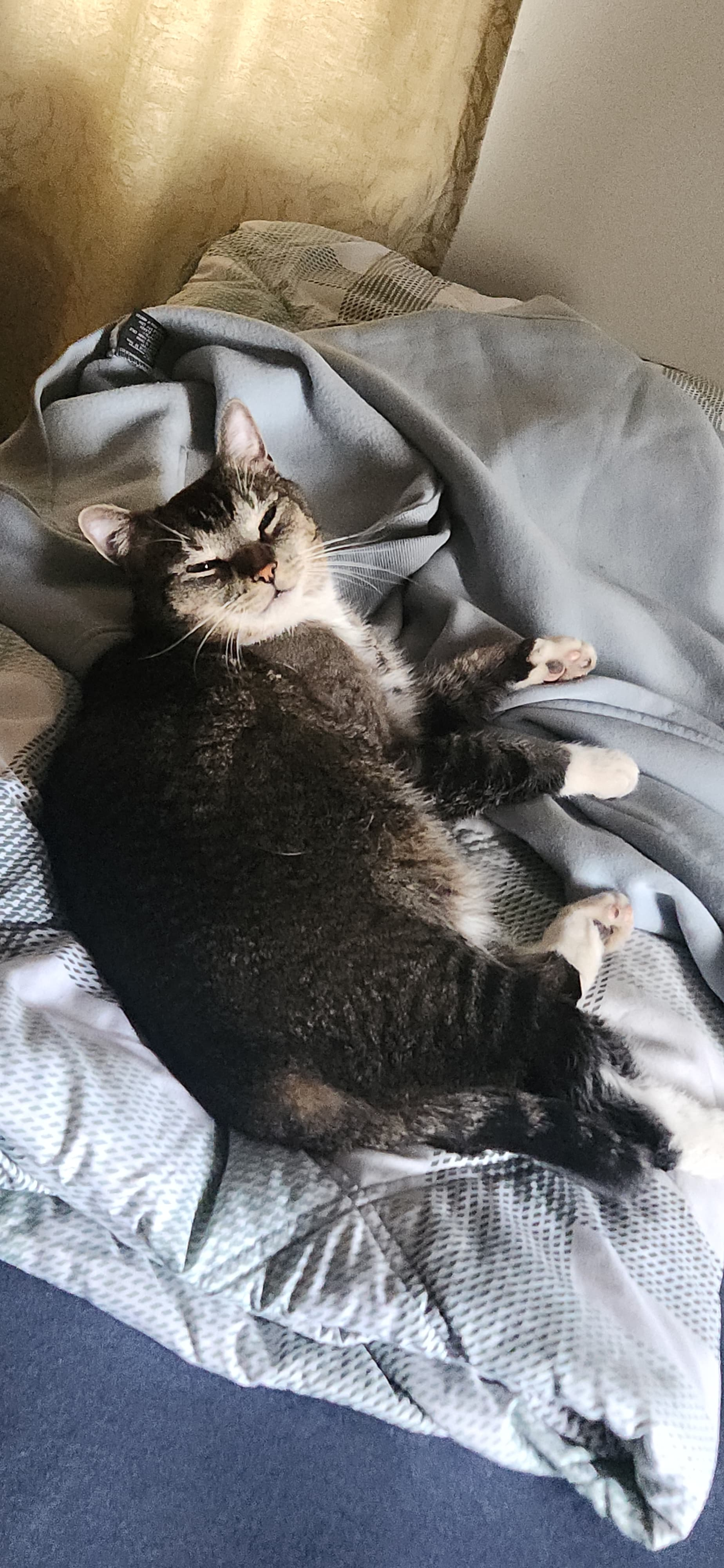 user avatar image for meowowoth