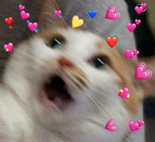 user avatar image for RuRu