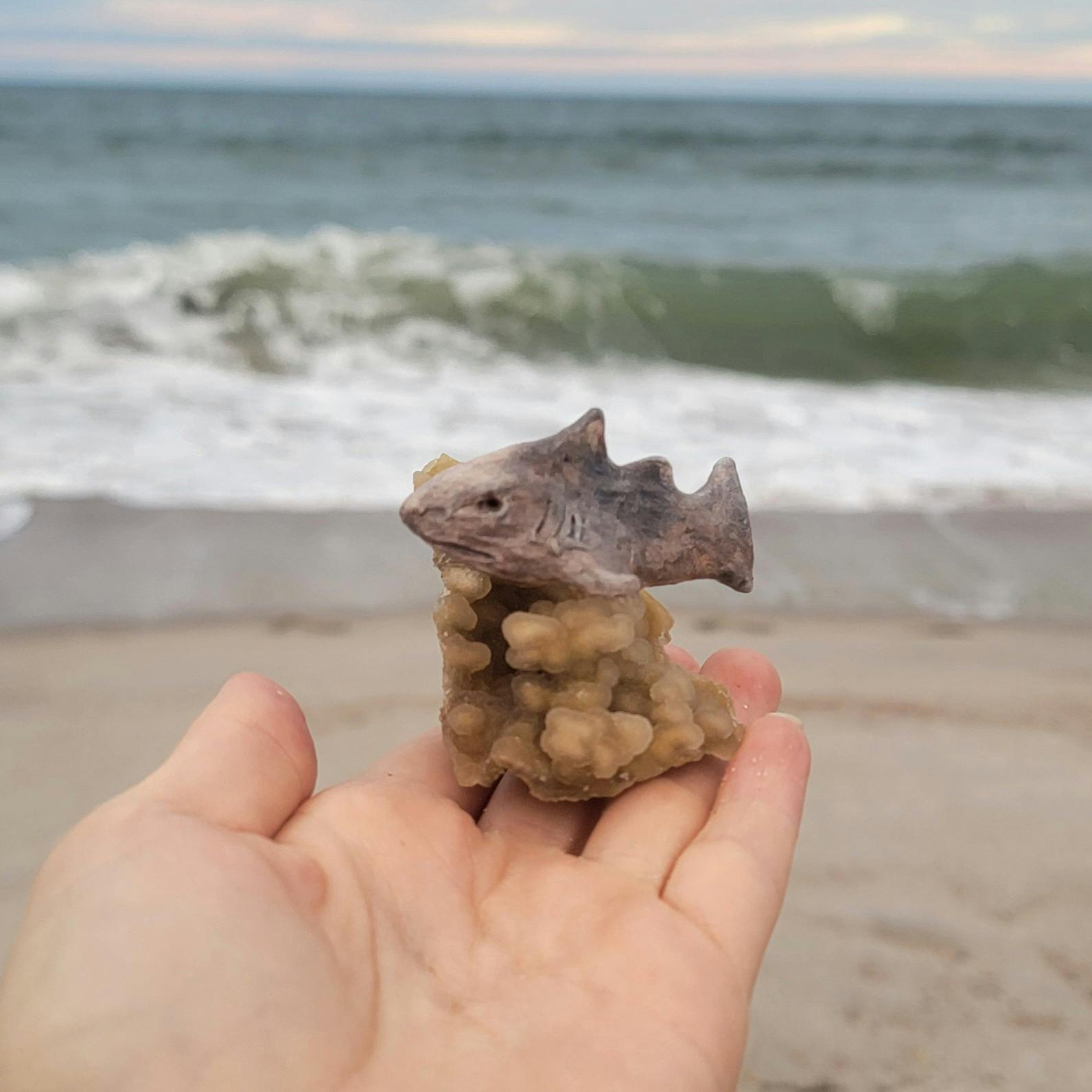 Shark fossilized coral sculpture 