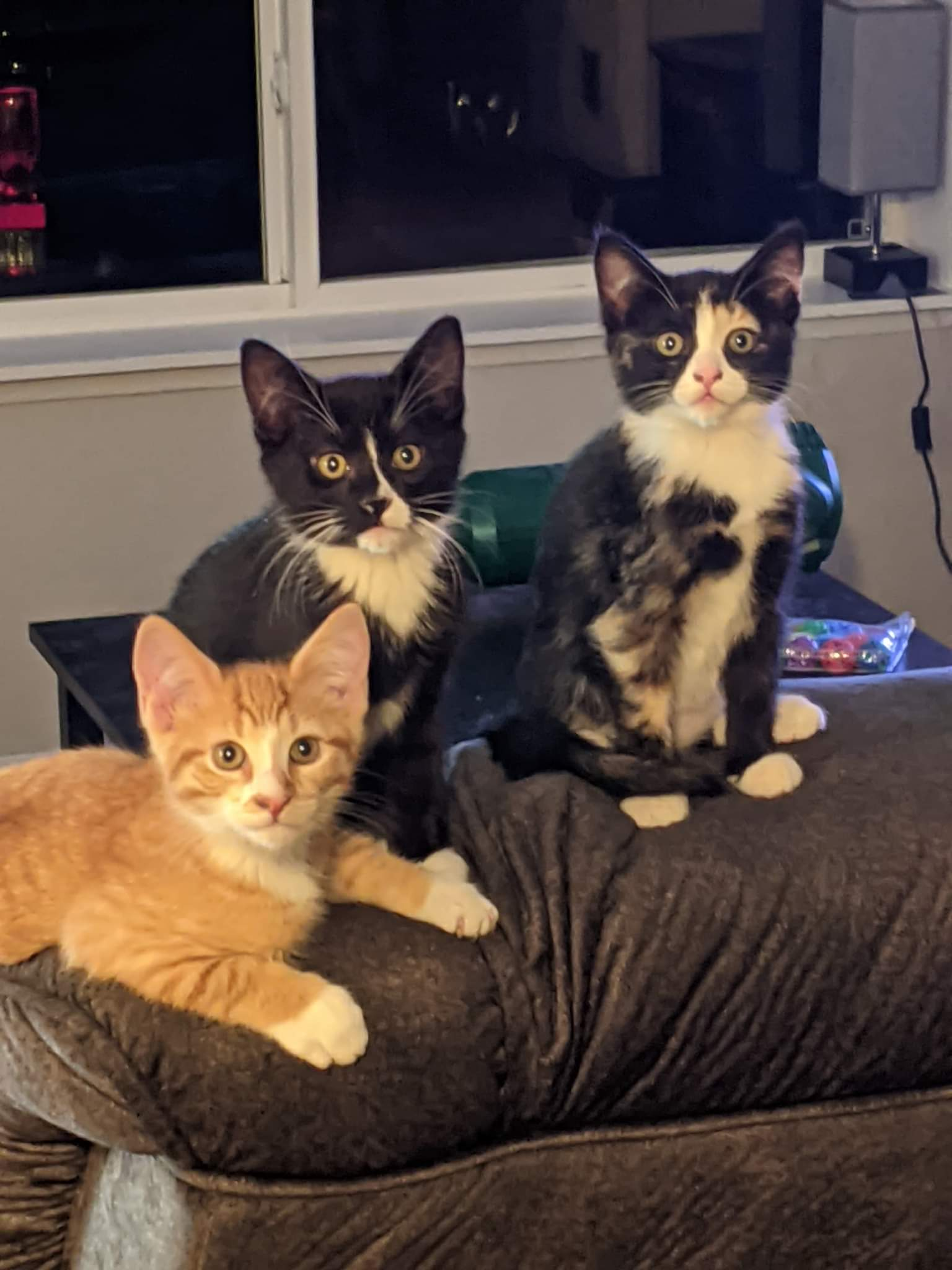 user avatar image for Taylor Himmah