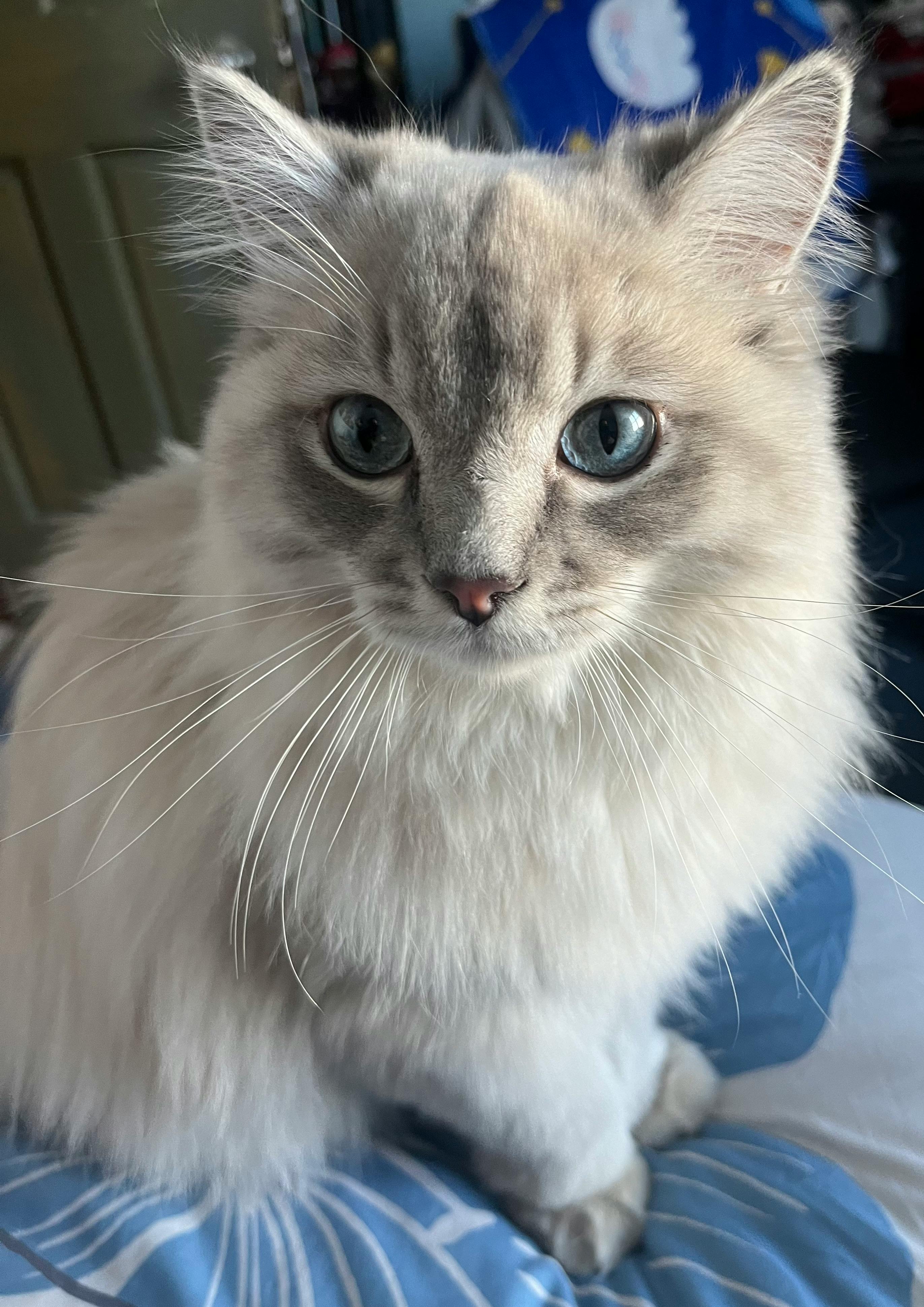 user avatar image for fluffernutter