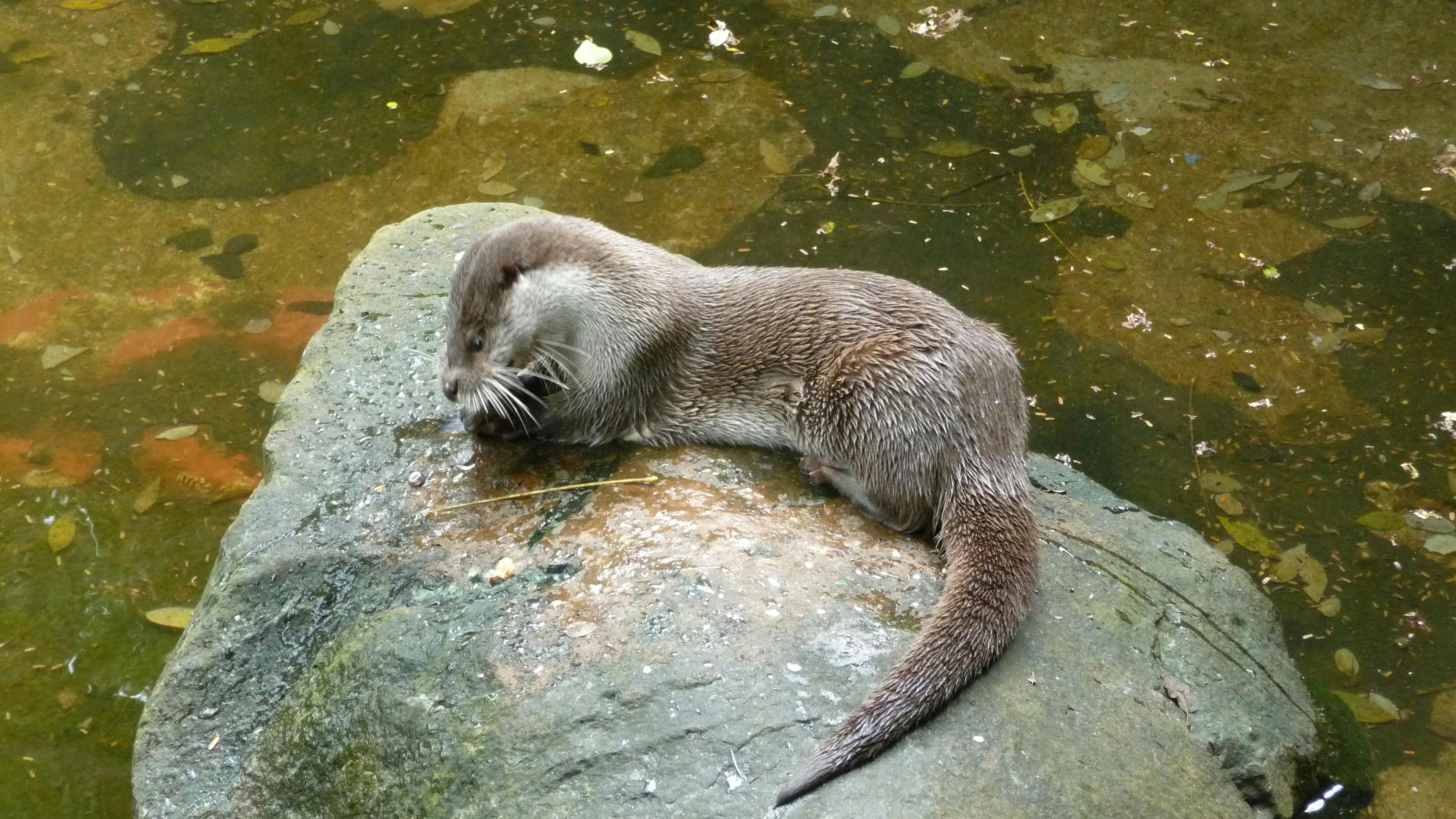 user avatar image for Shirohitsuji