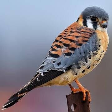 American Kestrel