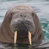 user avatar image for Follower of the Forest Walrus