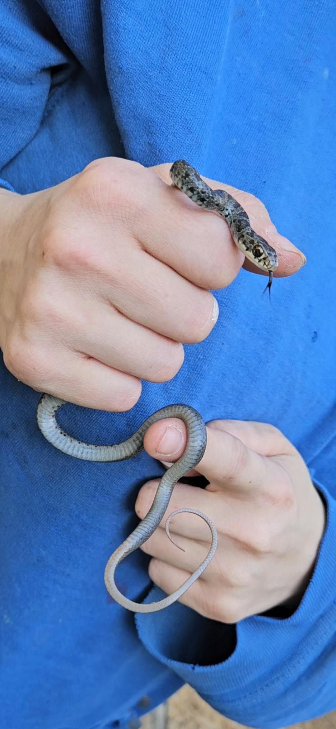 user avatar image for Xellas